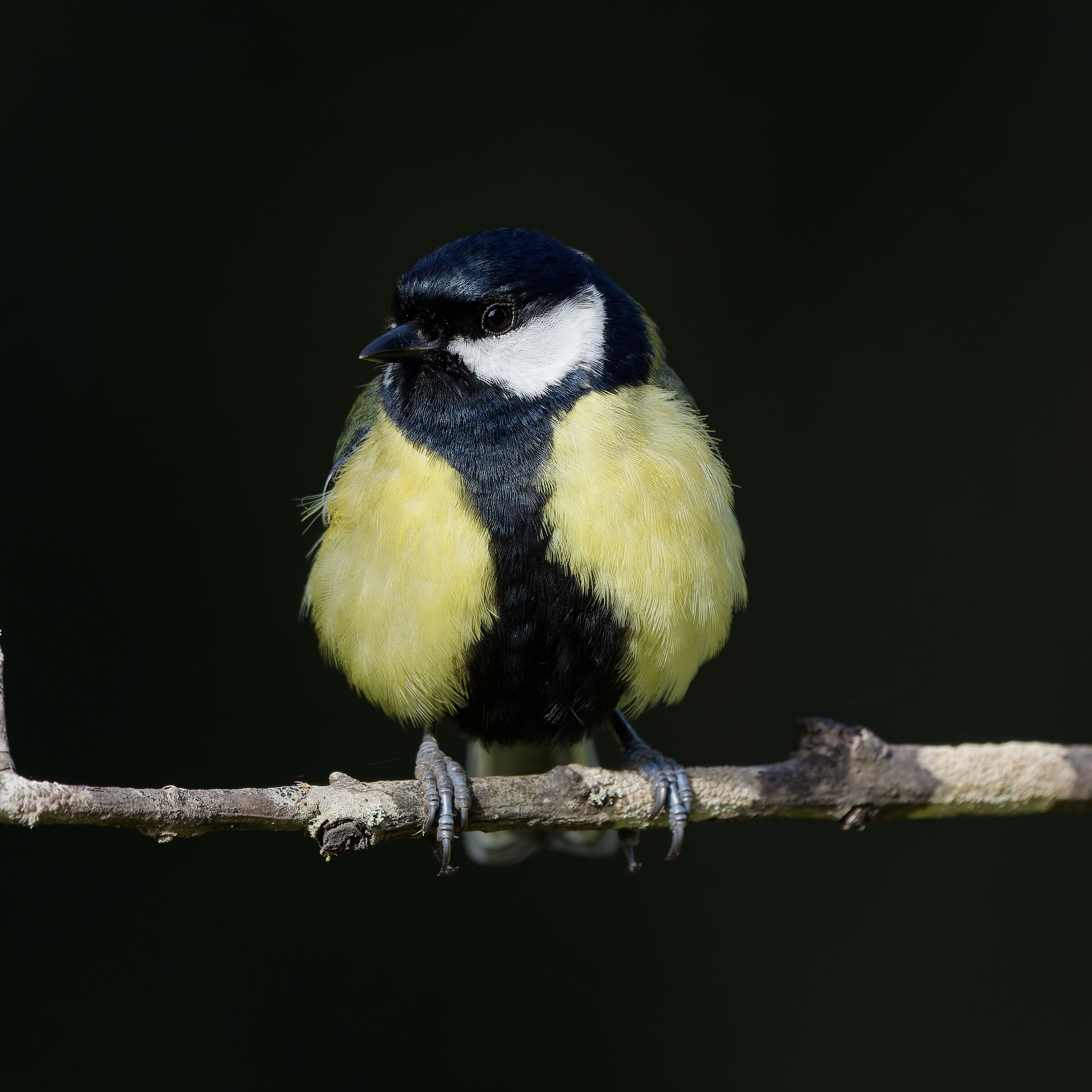 Great tit