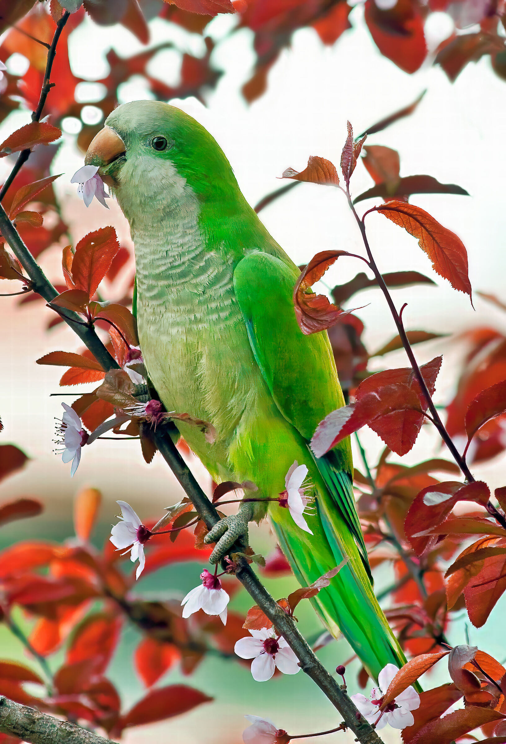 Monk Parakeet