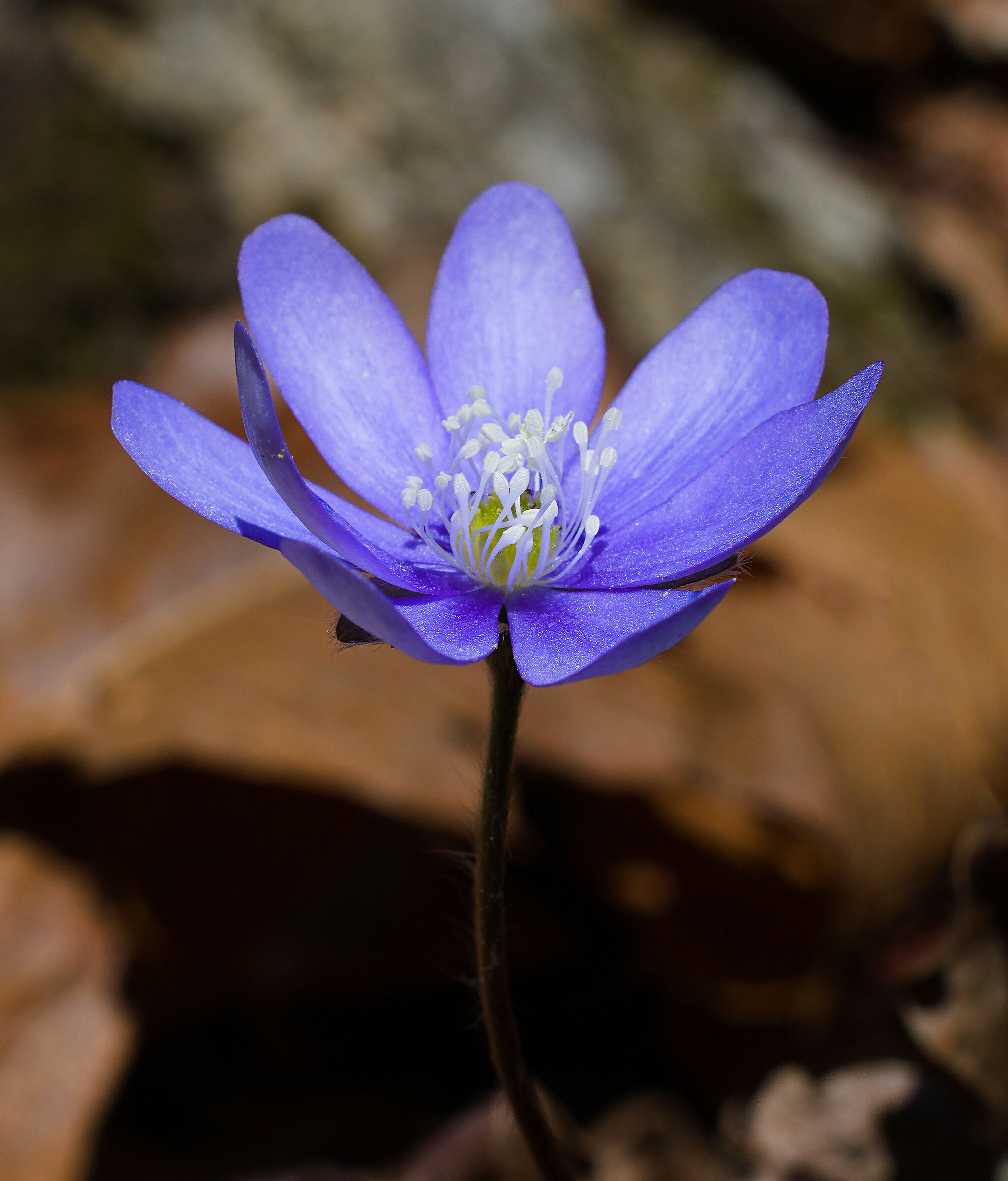 Hepatica Nobilis...