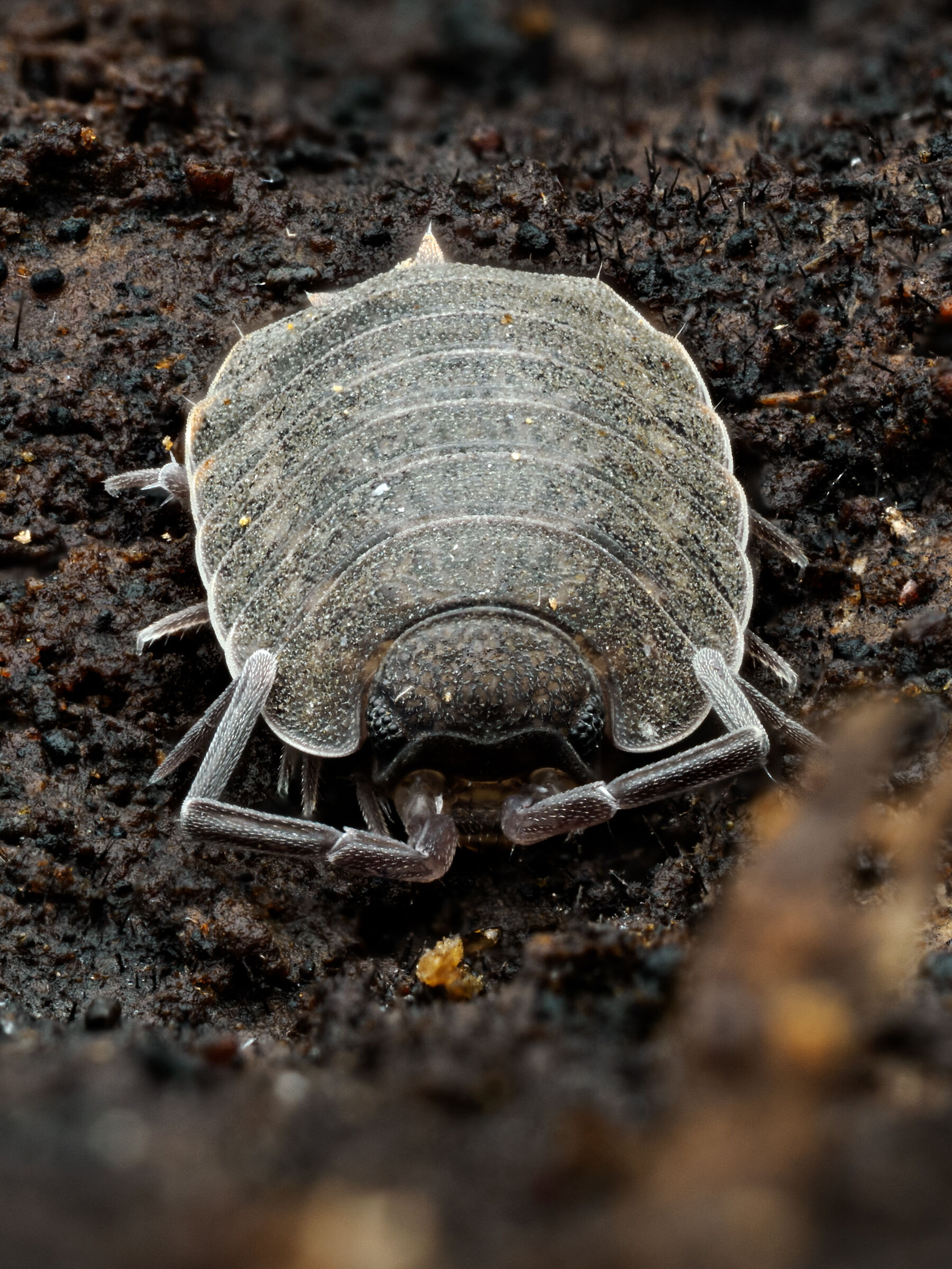 Porcellio dilatatus