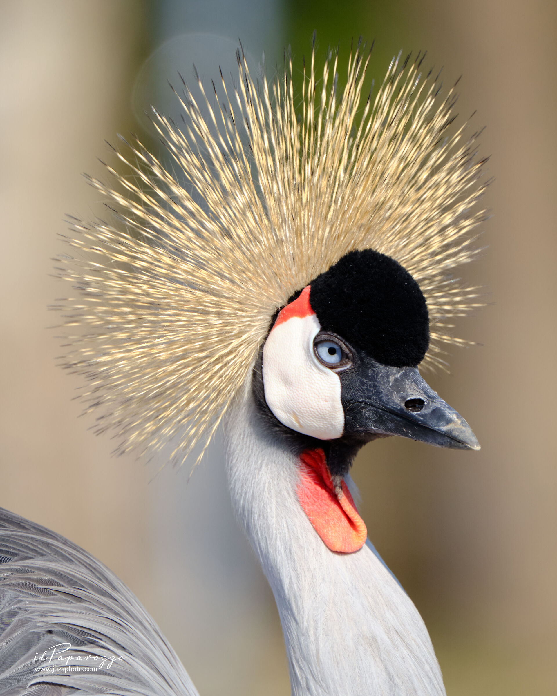 Gru coronata africana