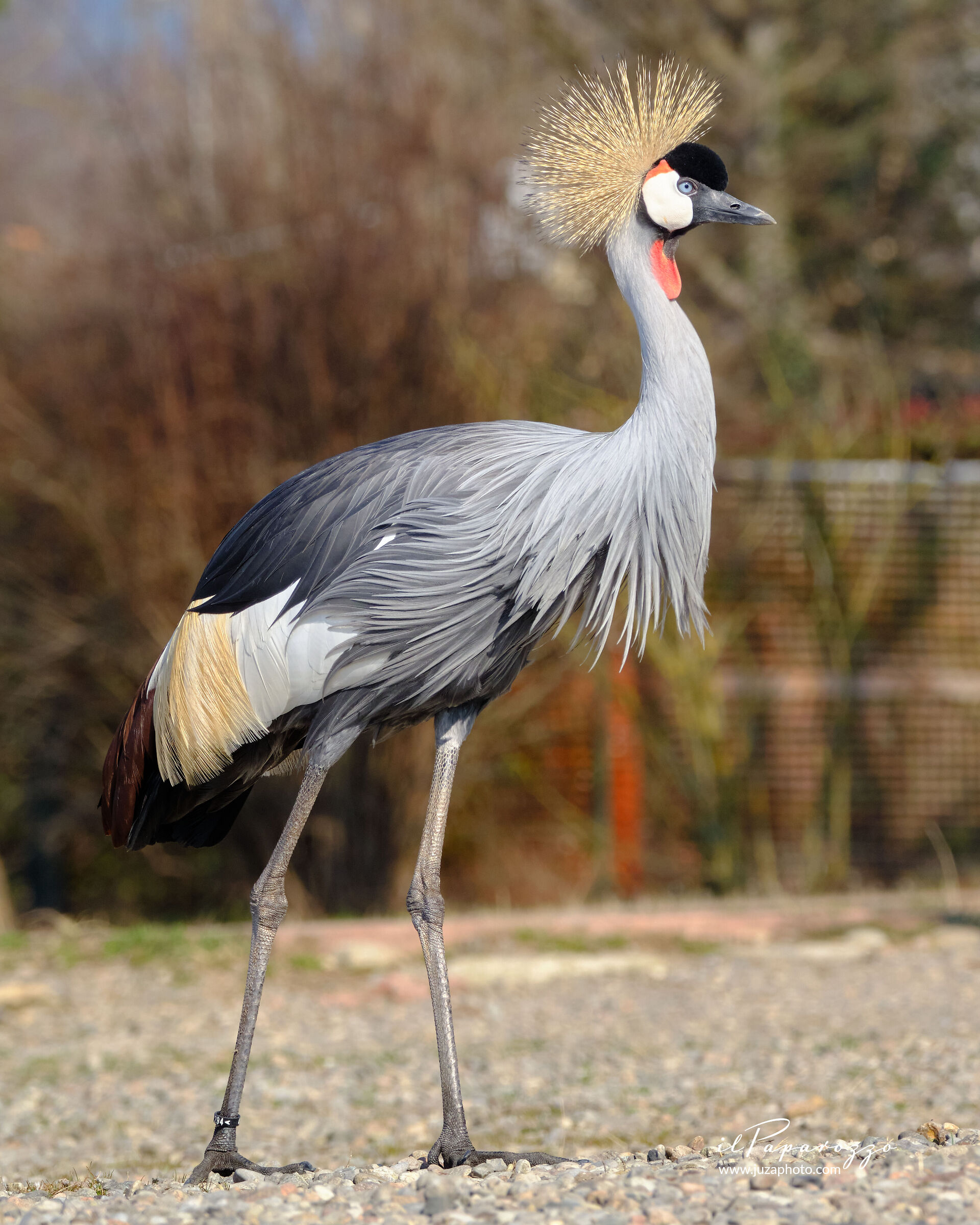 Gru coronata africana