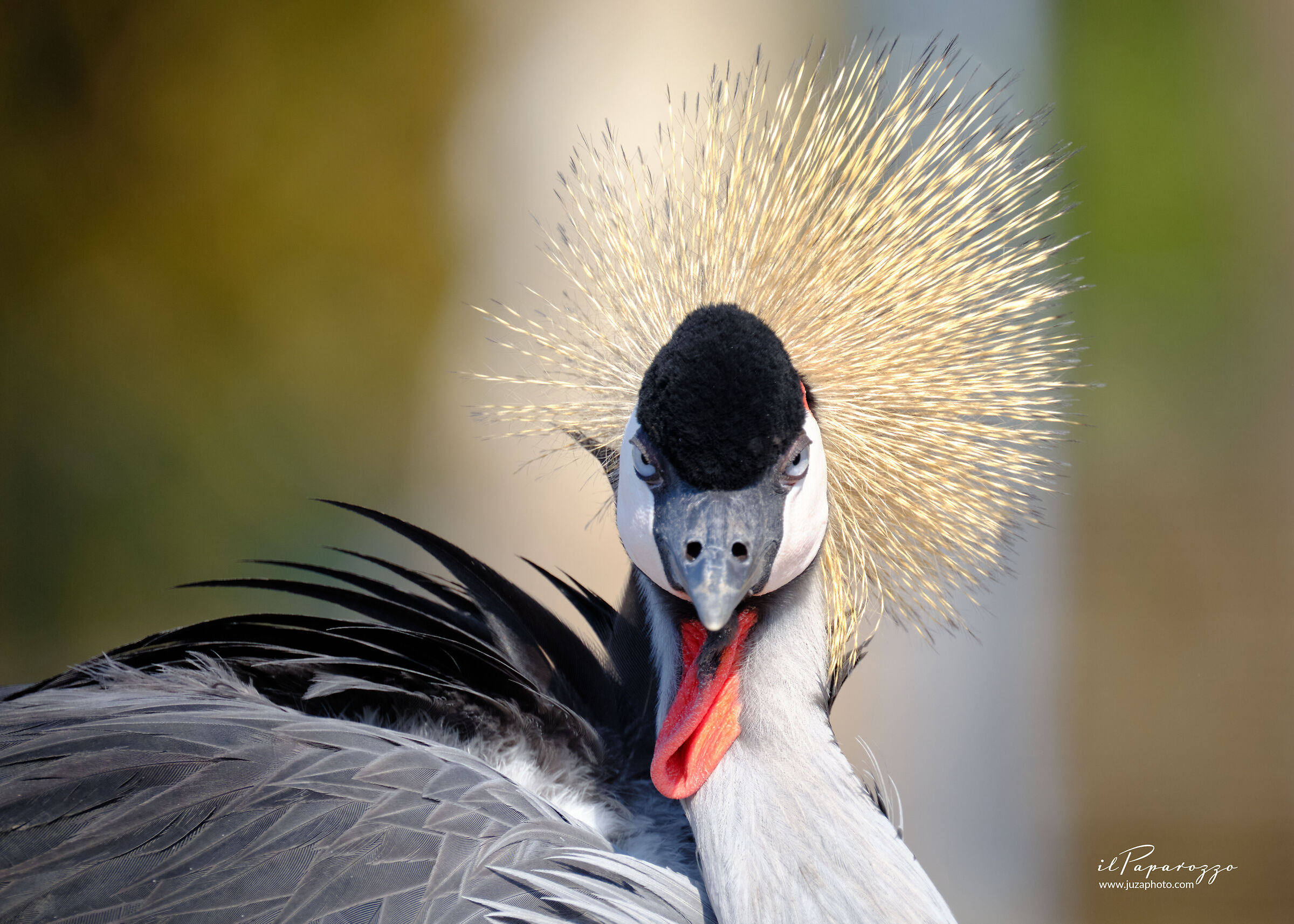 Gru coronata africana