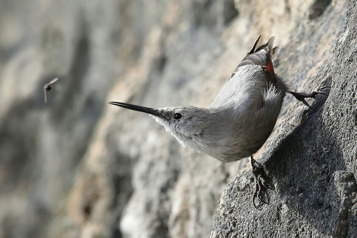 Wallcreeper