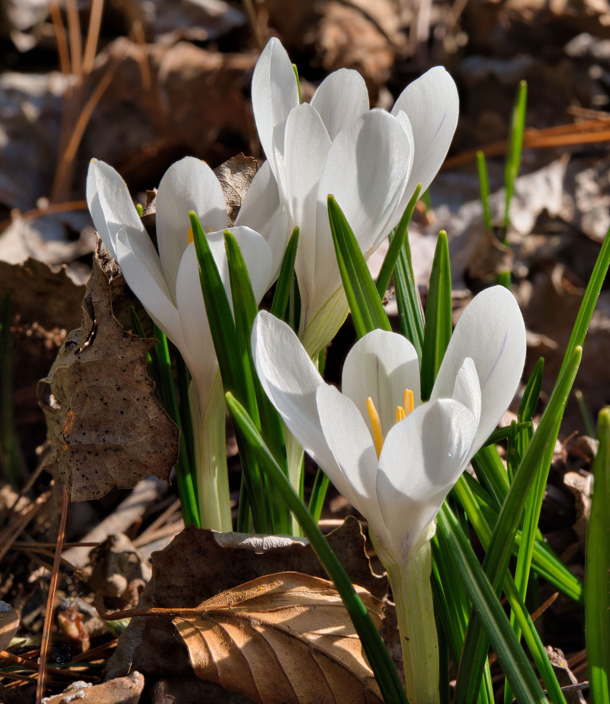 Crocus