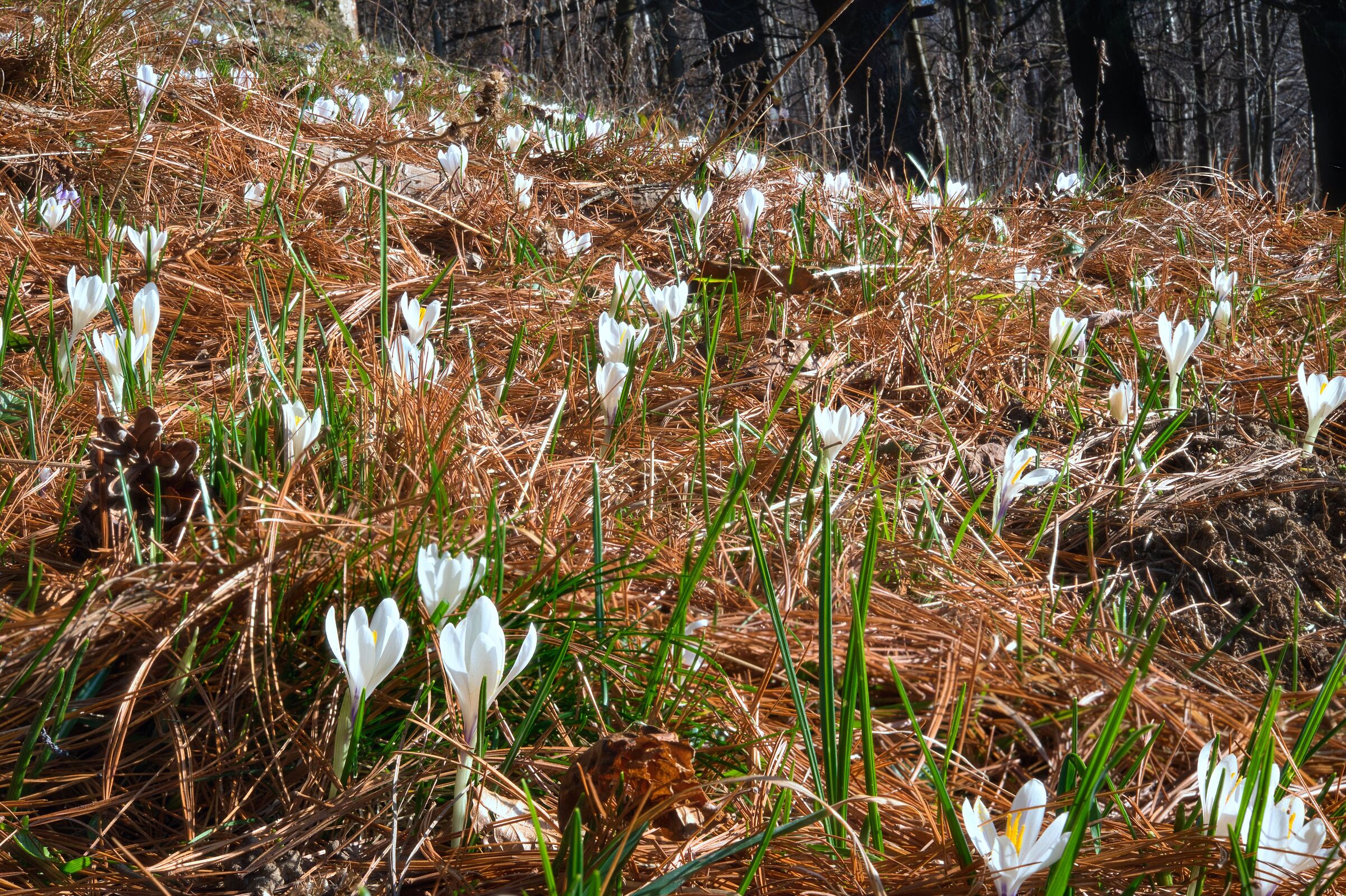 Spring awakening