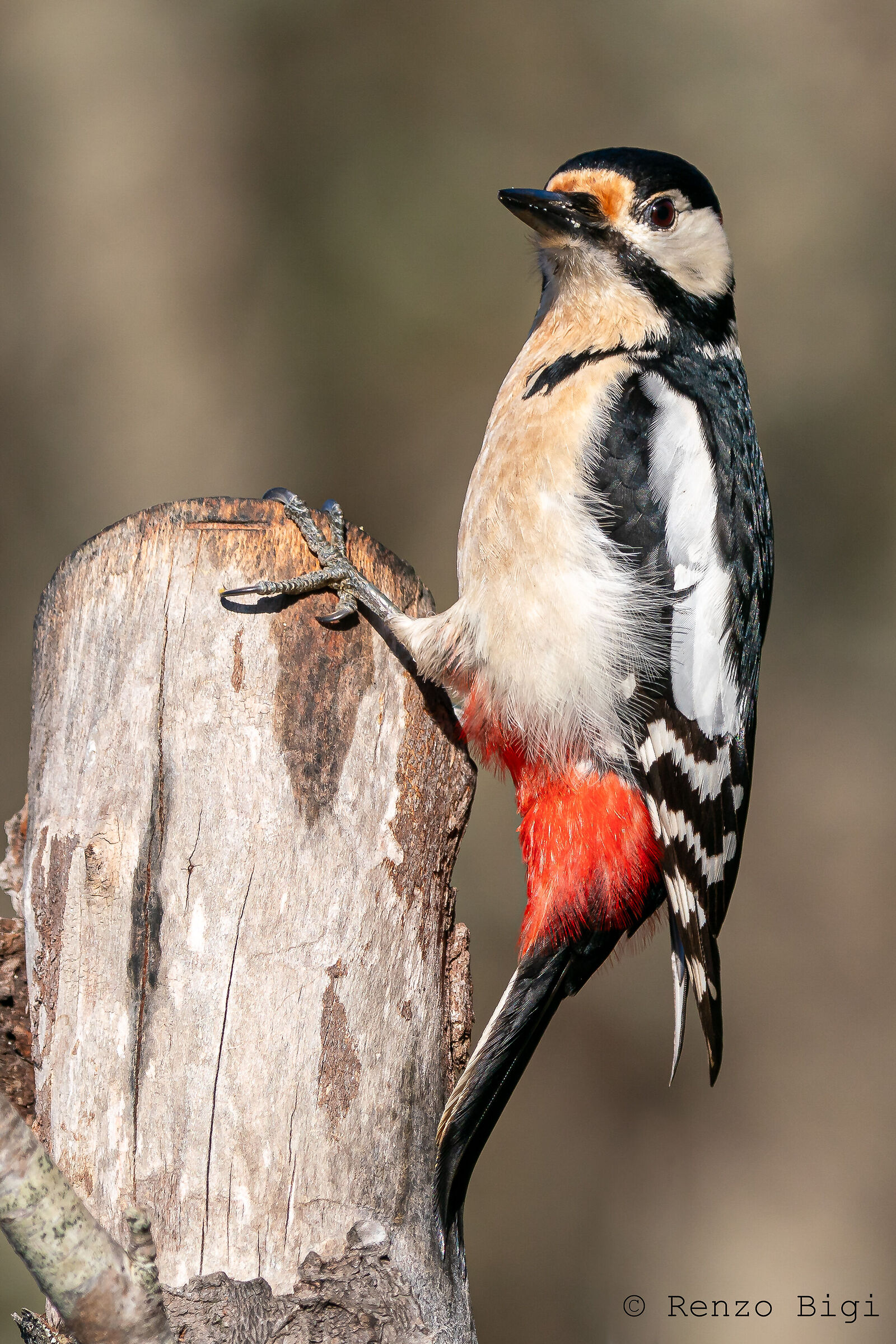Picchio rosso maggiore