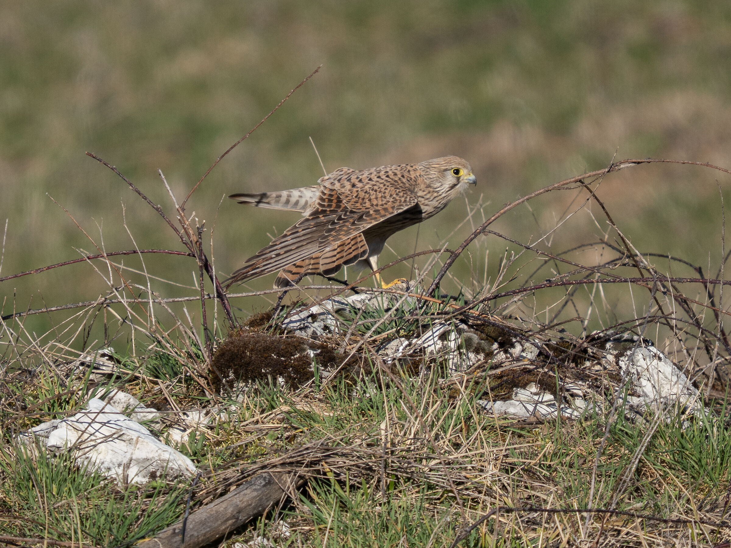 Kestrel