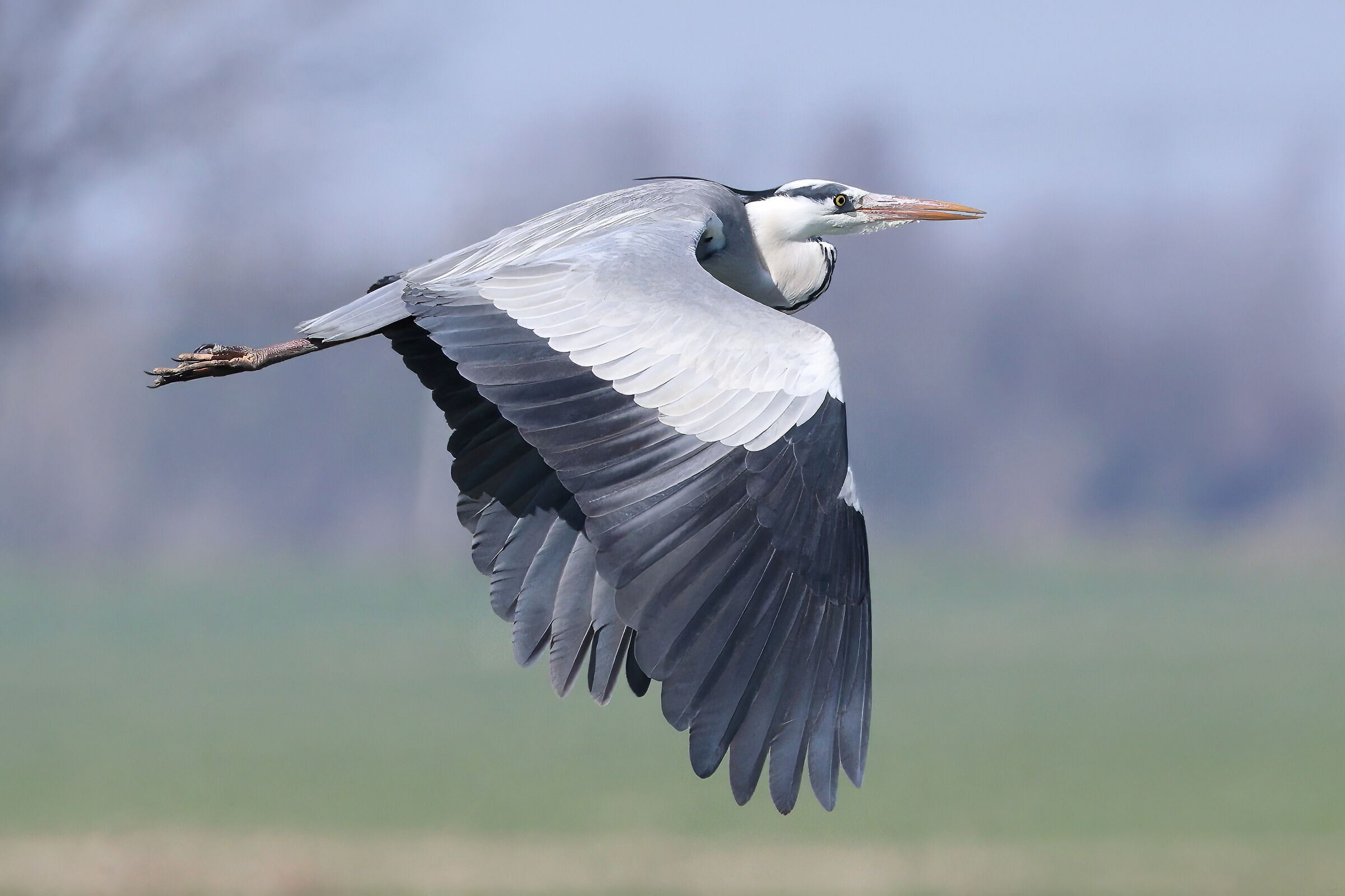 The flight of the Grey Heron