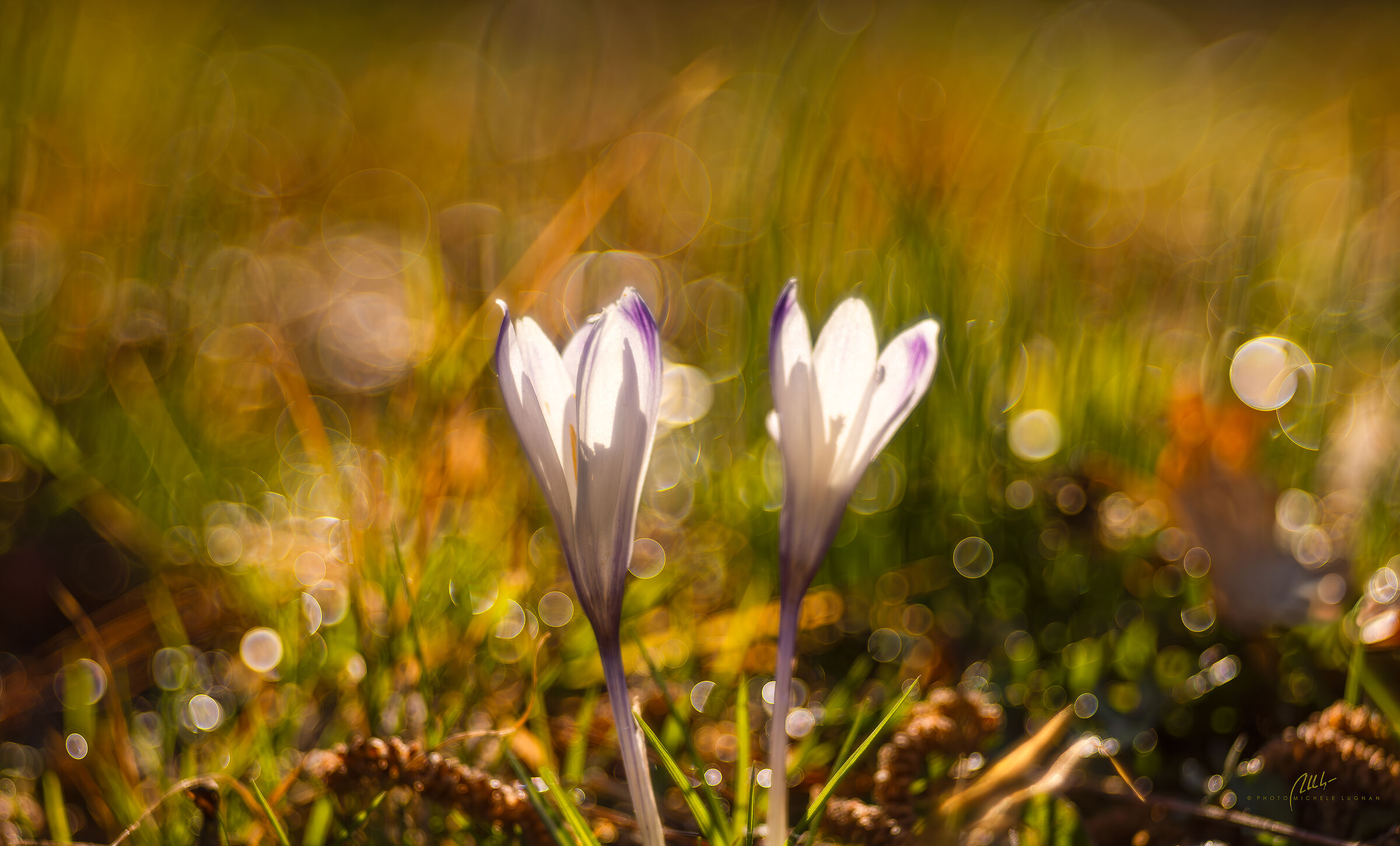 Crocus vernus (greater saffron)