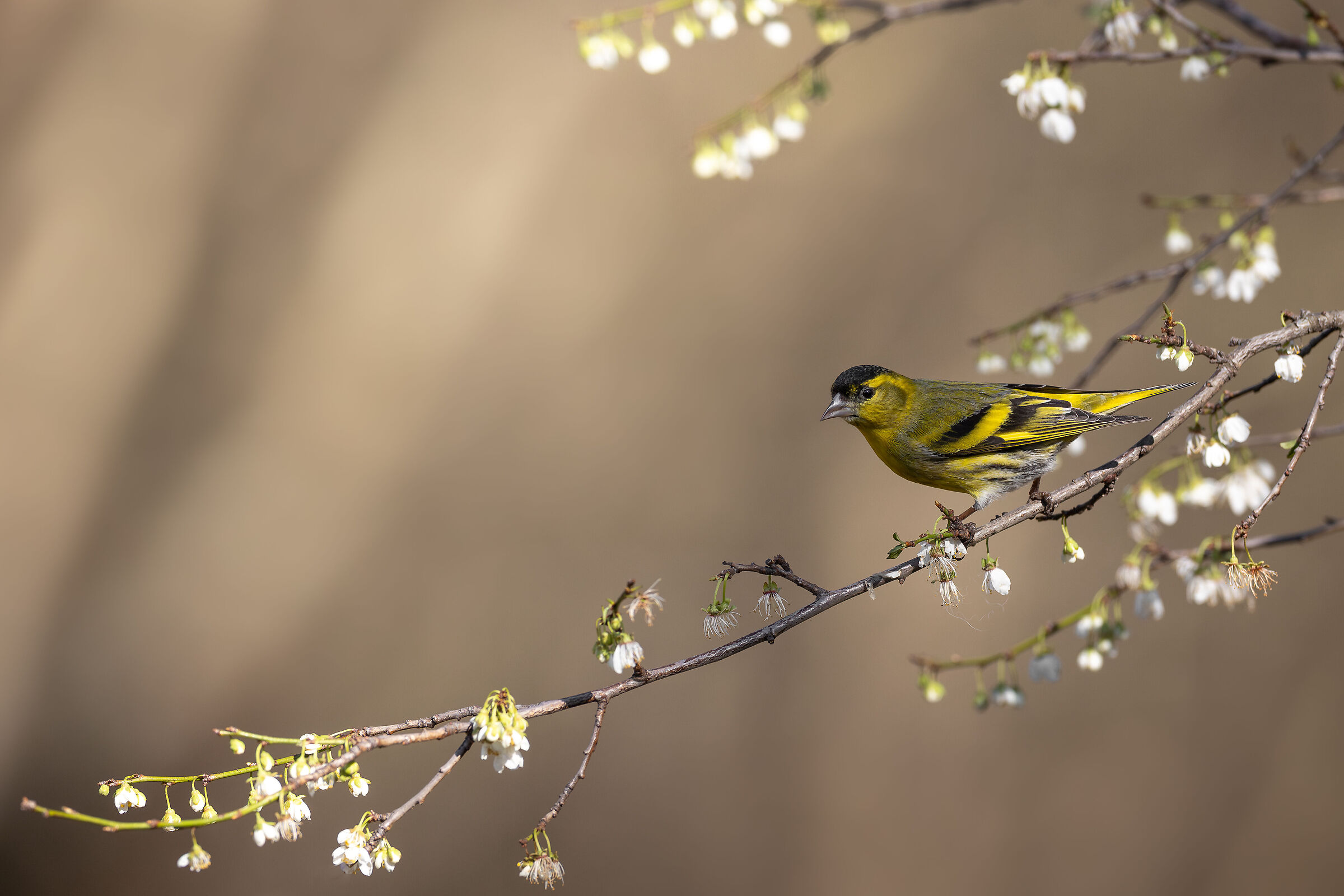 Siskine in the flowers