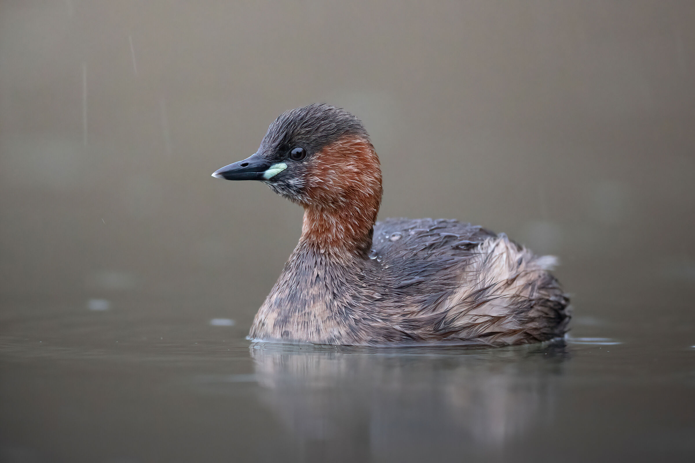 Little light grebe