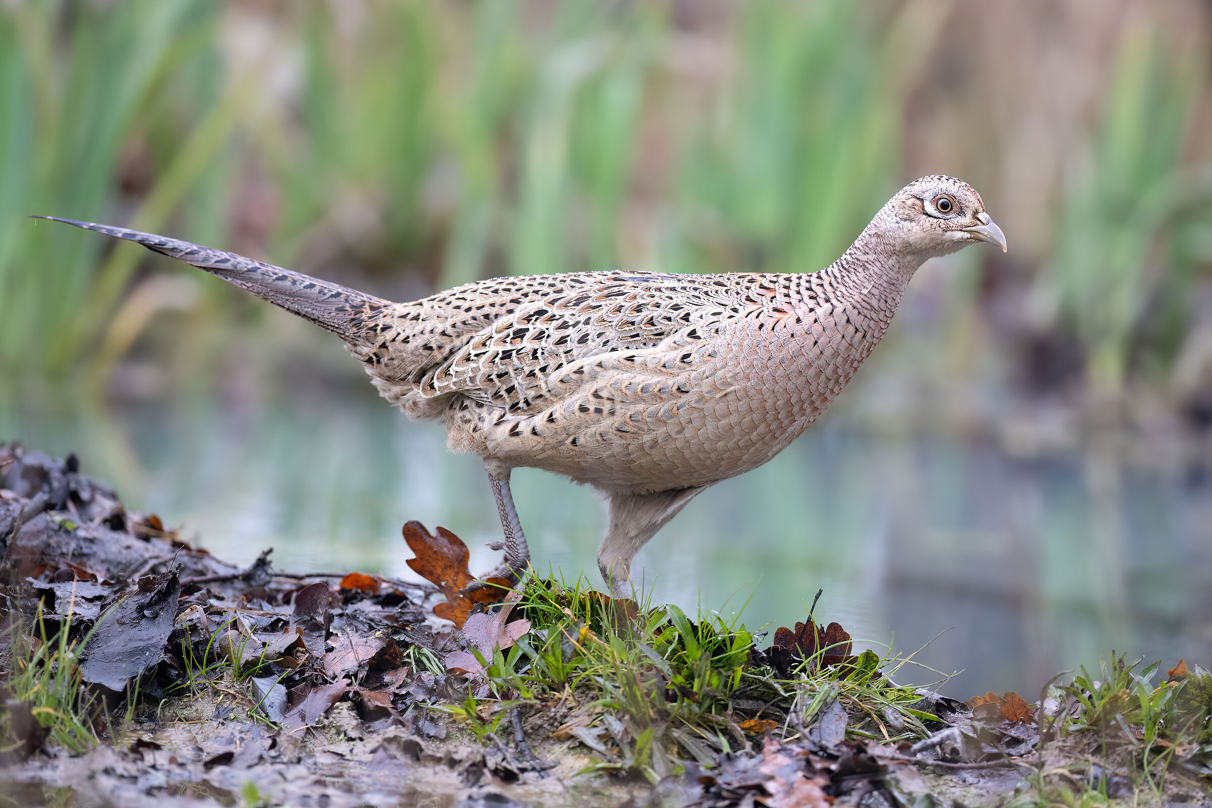 The pheasant jog