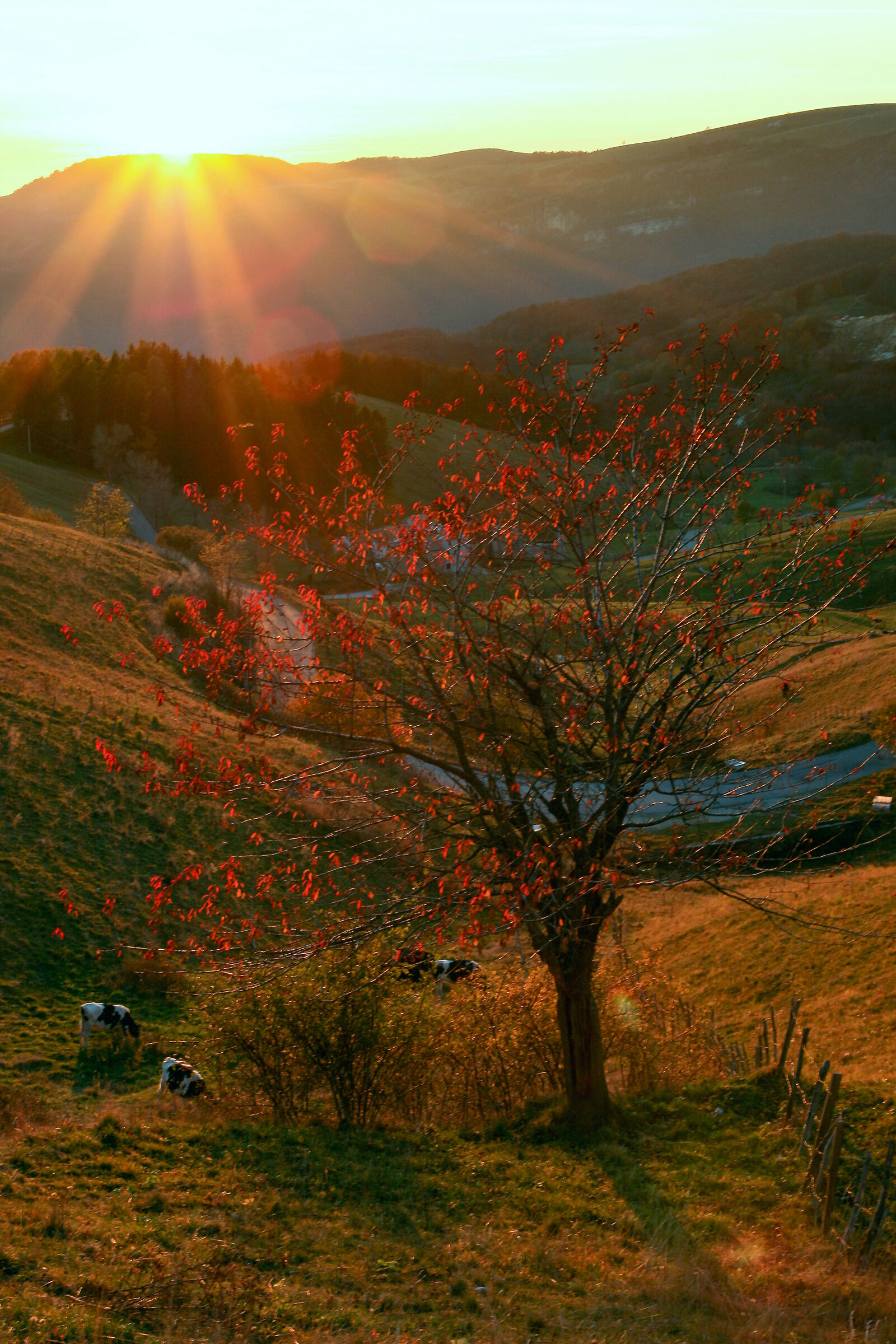 Controluce autunnale