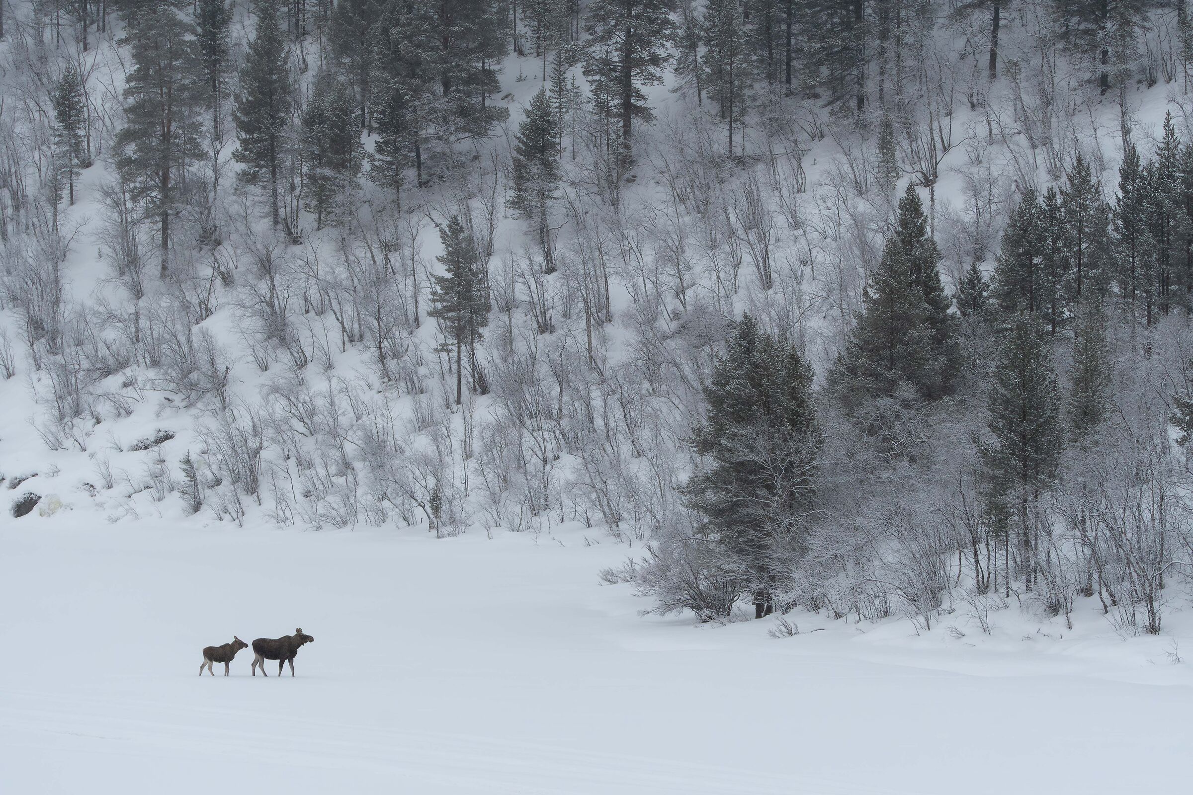 Caldi legami nella fredda taiga - Alci (Alces alces)