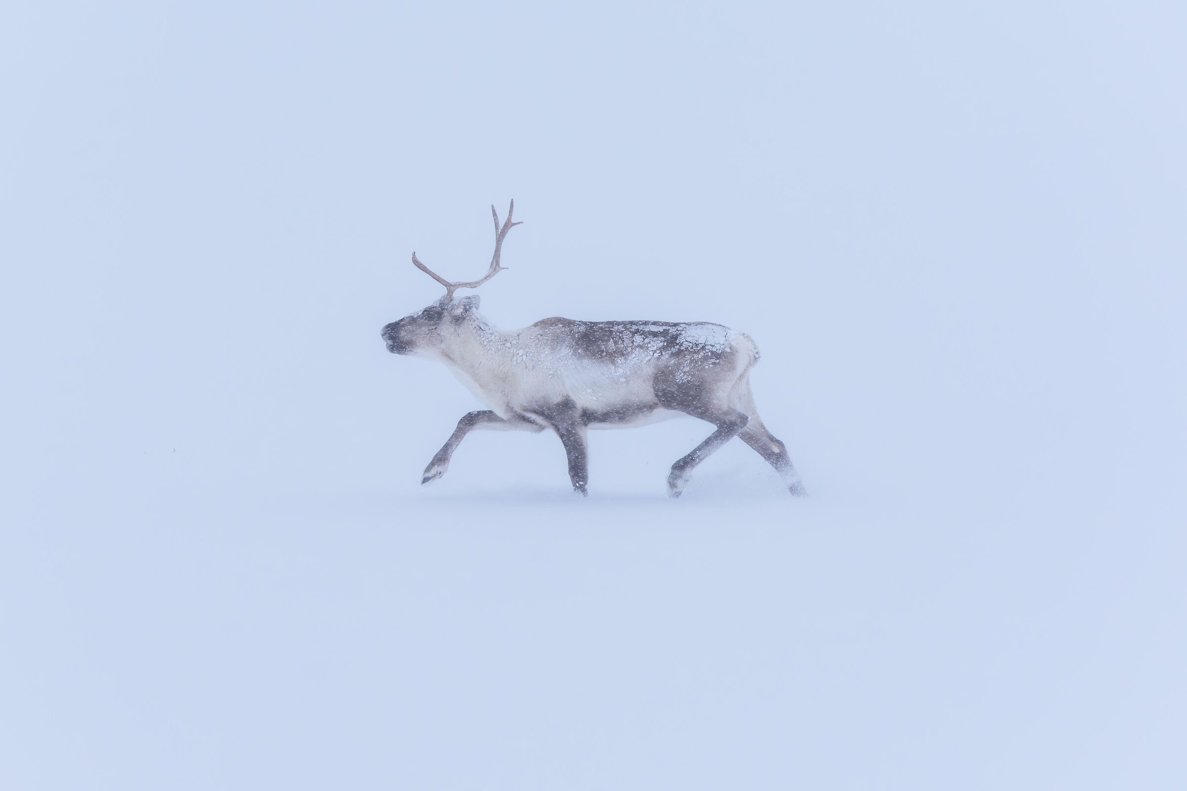 Ice cold - Renna (Rangifer tarandus)