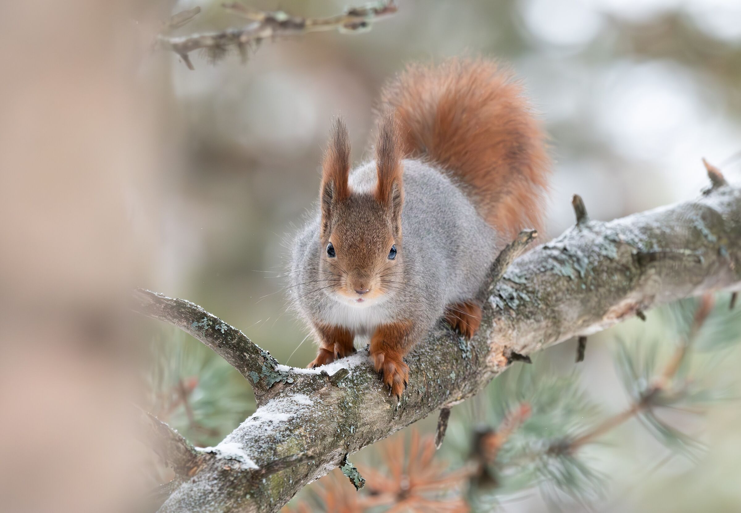 Scoiattolo rosso scandinavo (Sciurus vulgaris vulgaris)