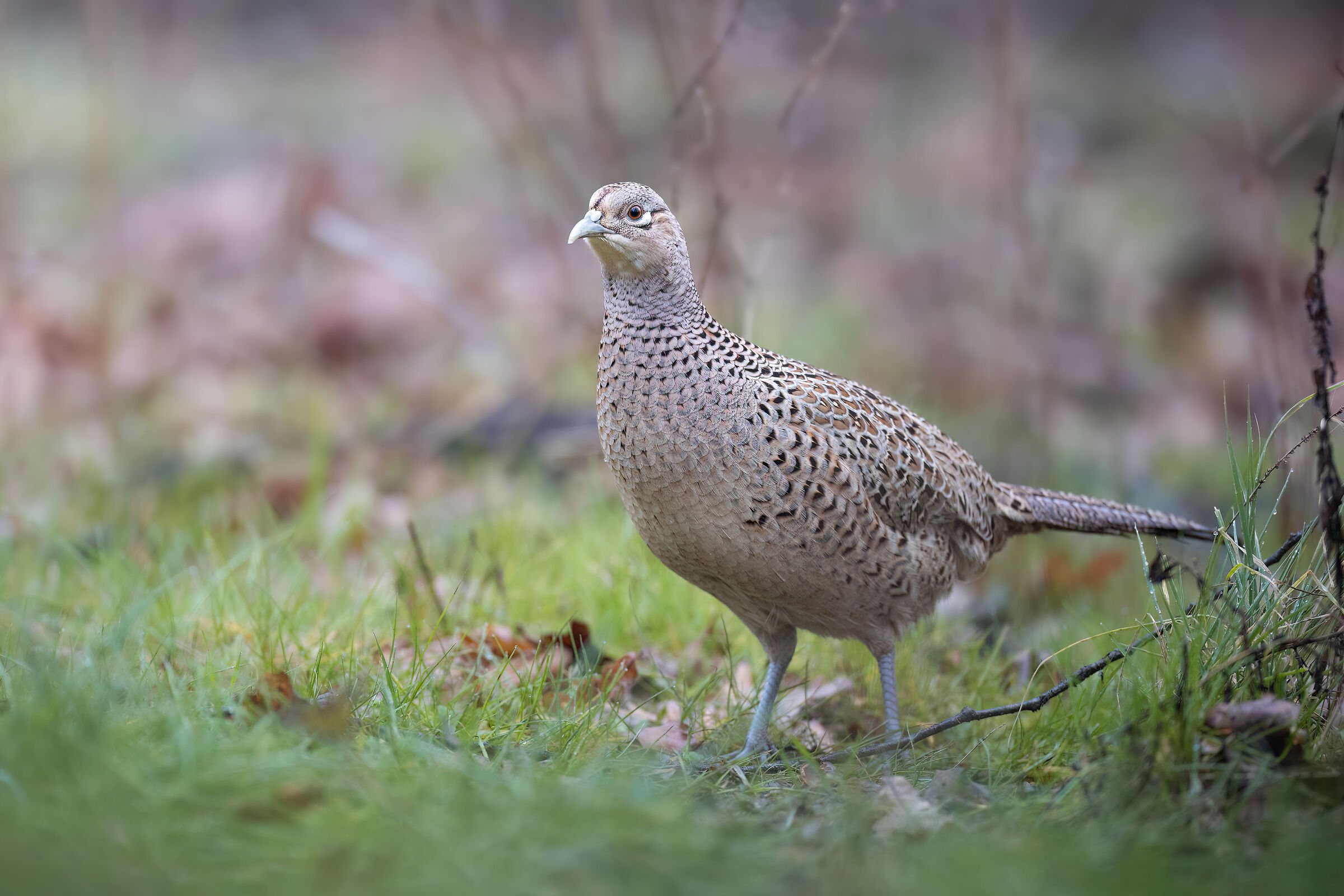 Enchanted pheasant