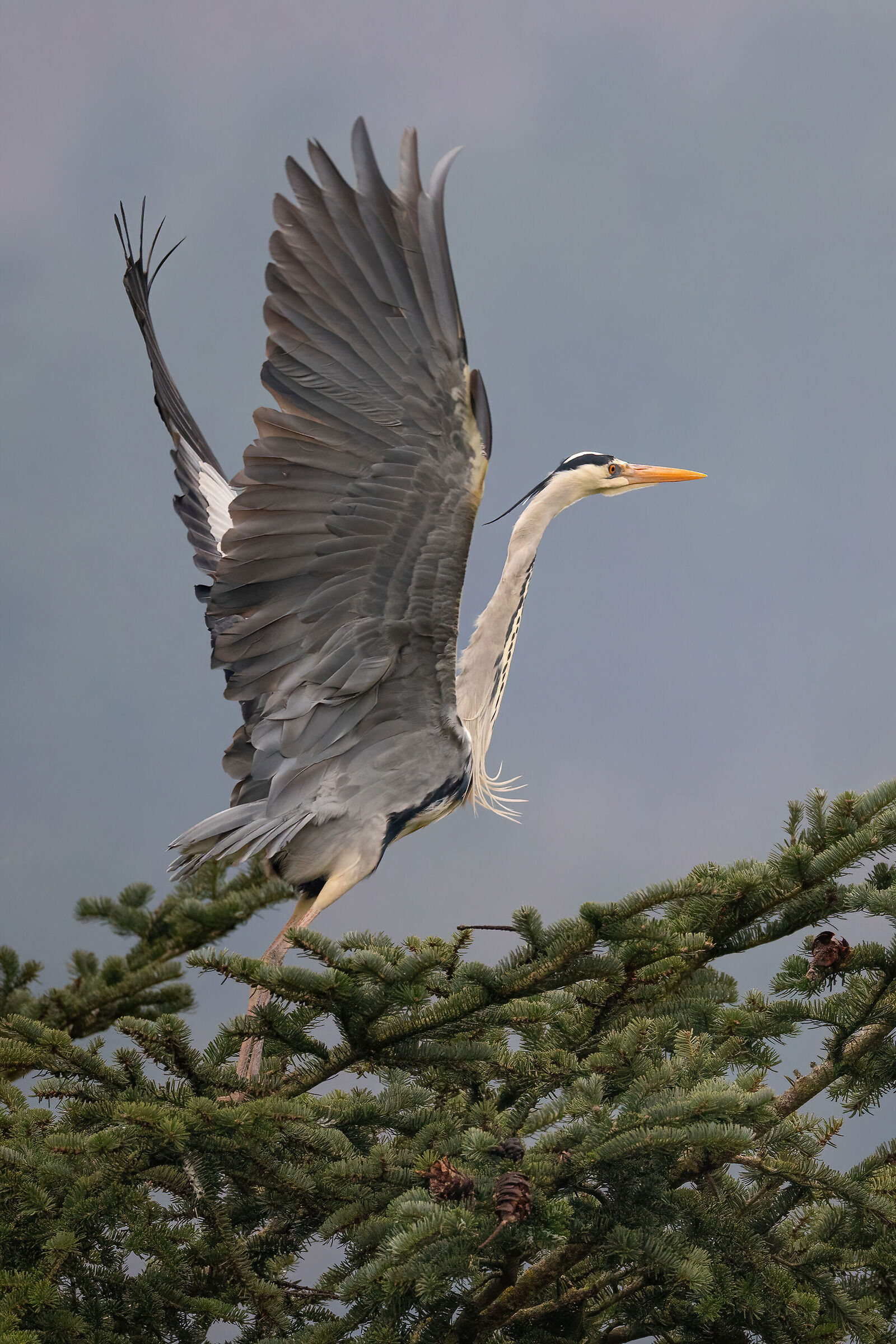 Take-off from the fir tree