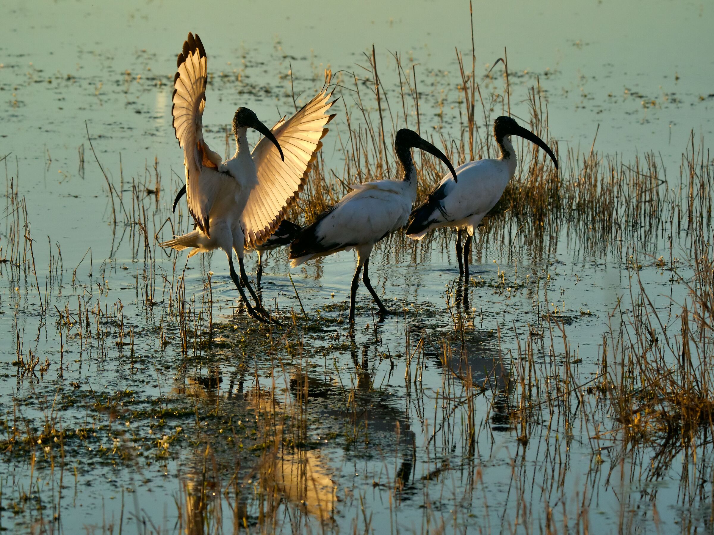 Fate largo....sto arrivando