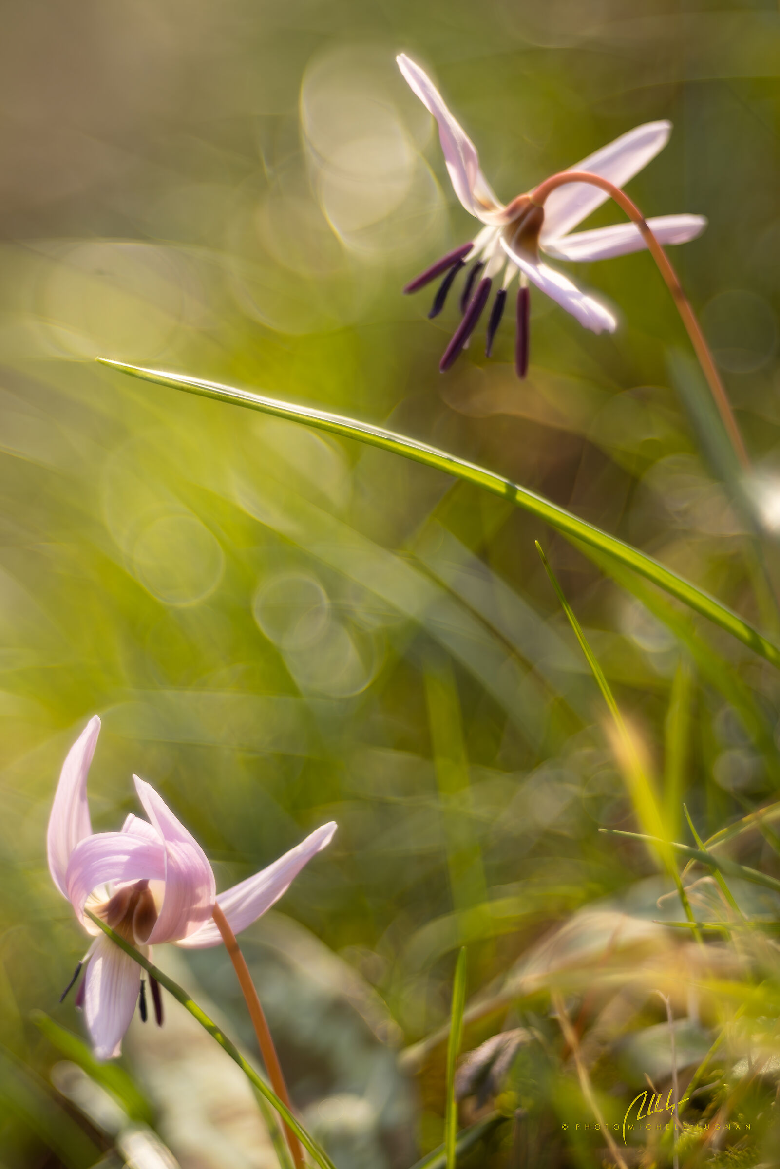 Erythronium dens-canis (dog's tooth)