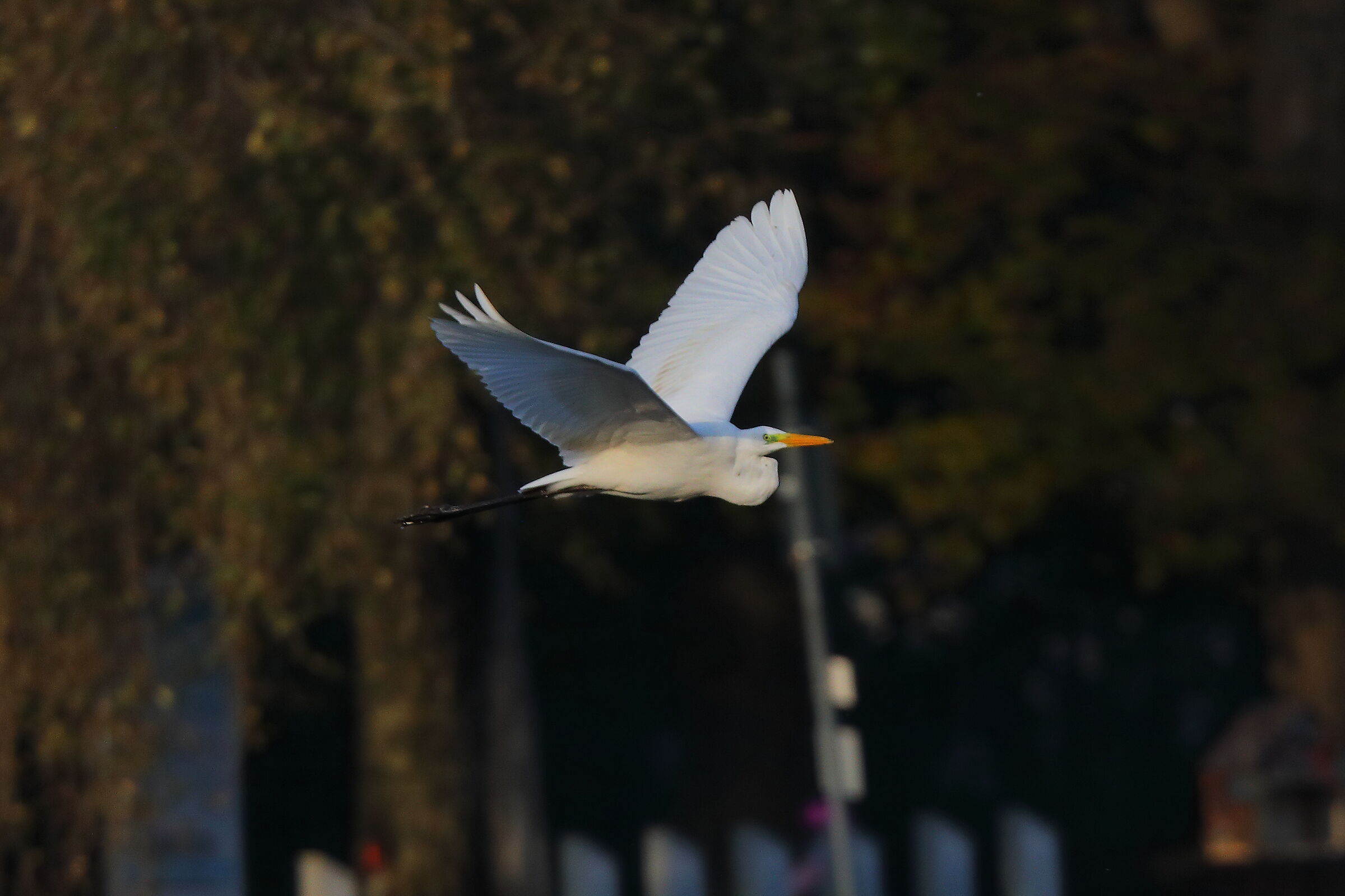 Airone BM 09 novembre 2024 - 0244