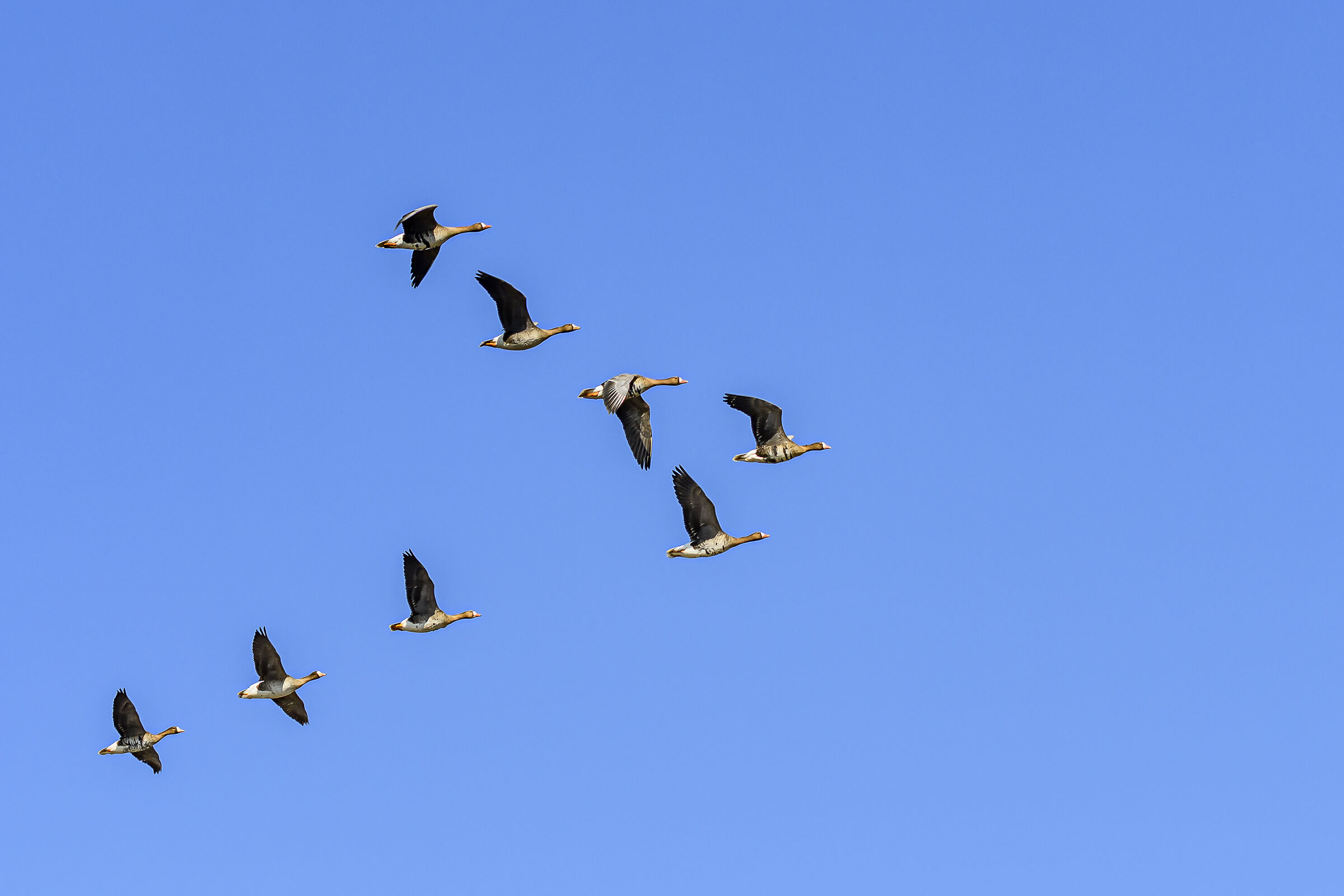 Pronti alla migrazione
