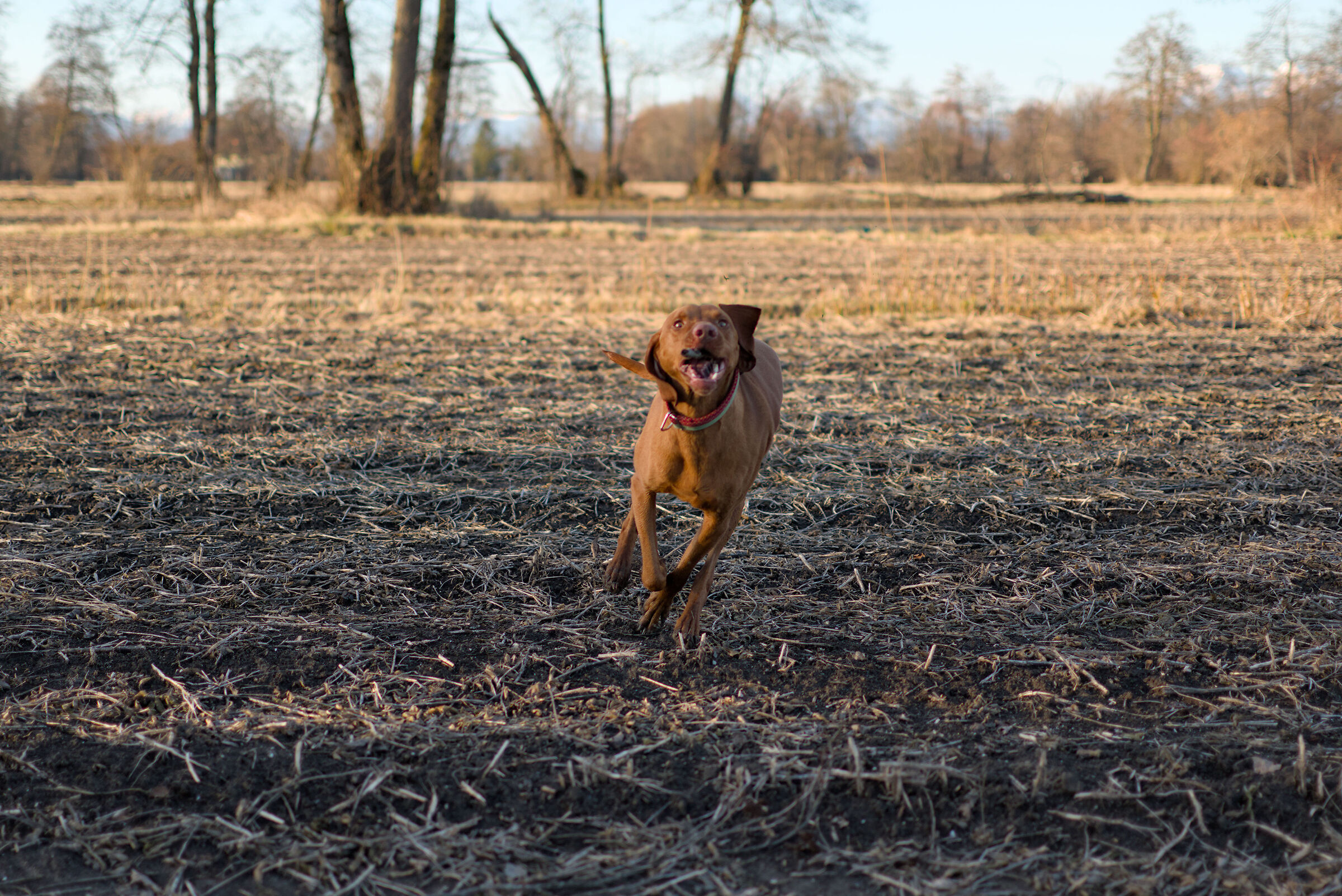 Playful Vizsla, Slovenia