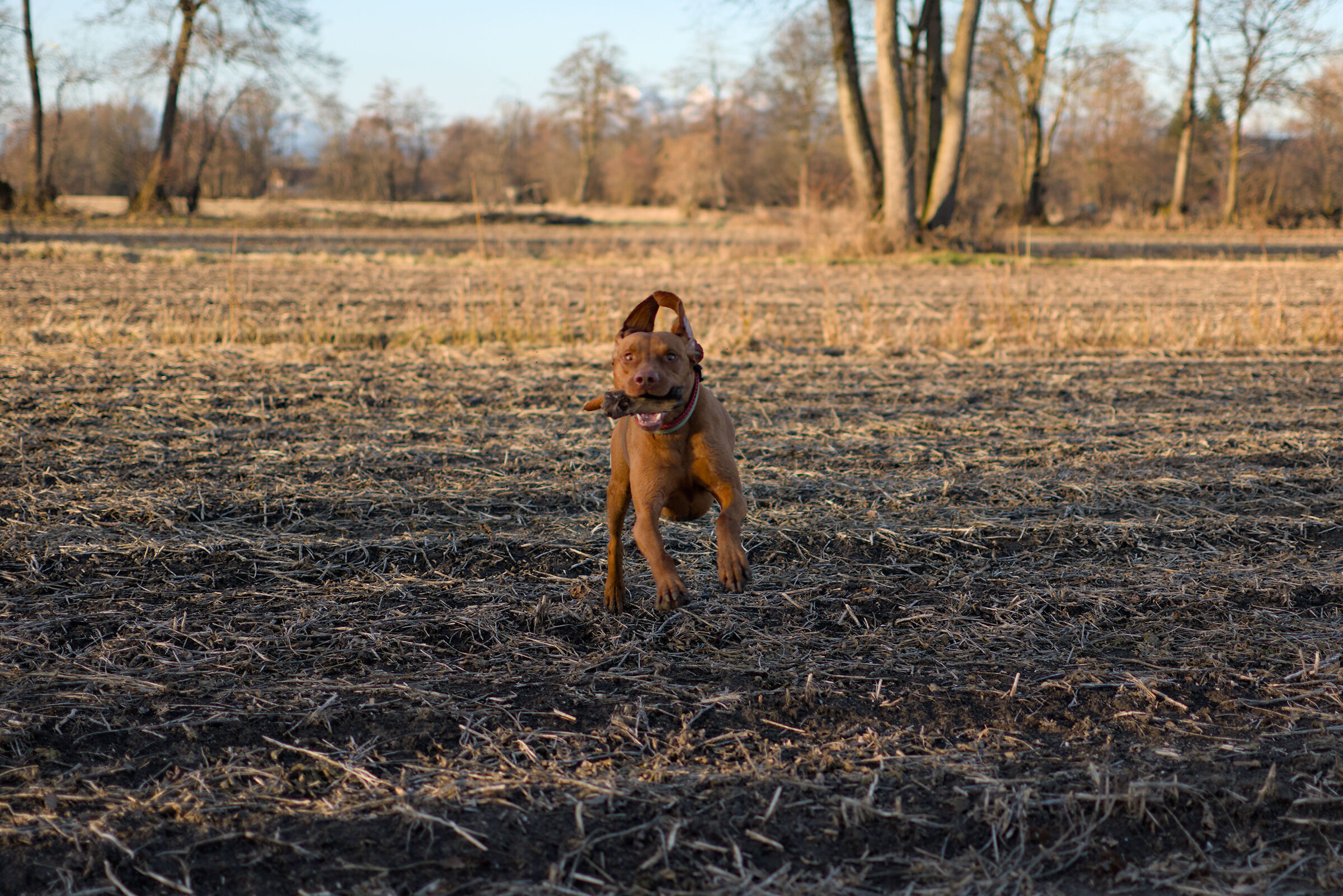 Playful Vizsla, Slovenia