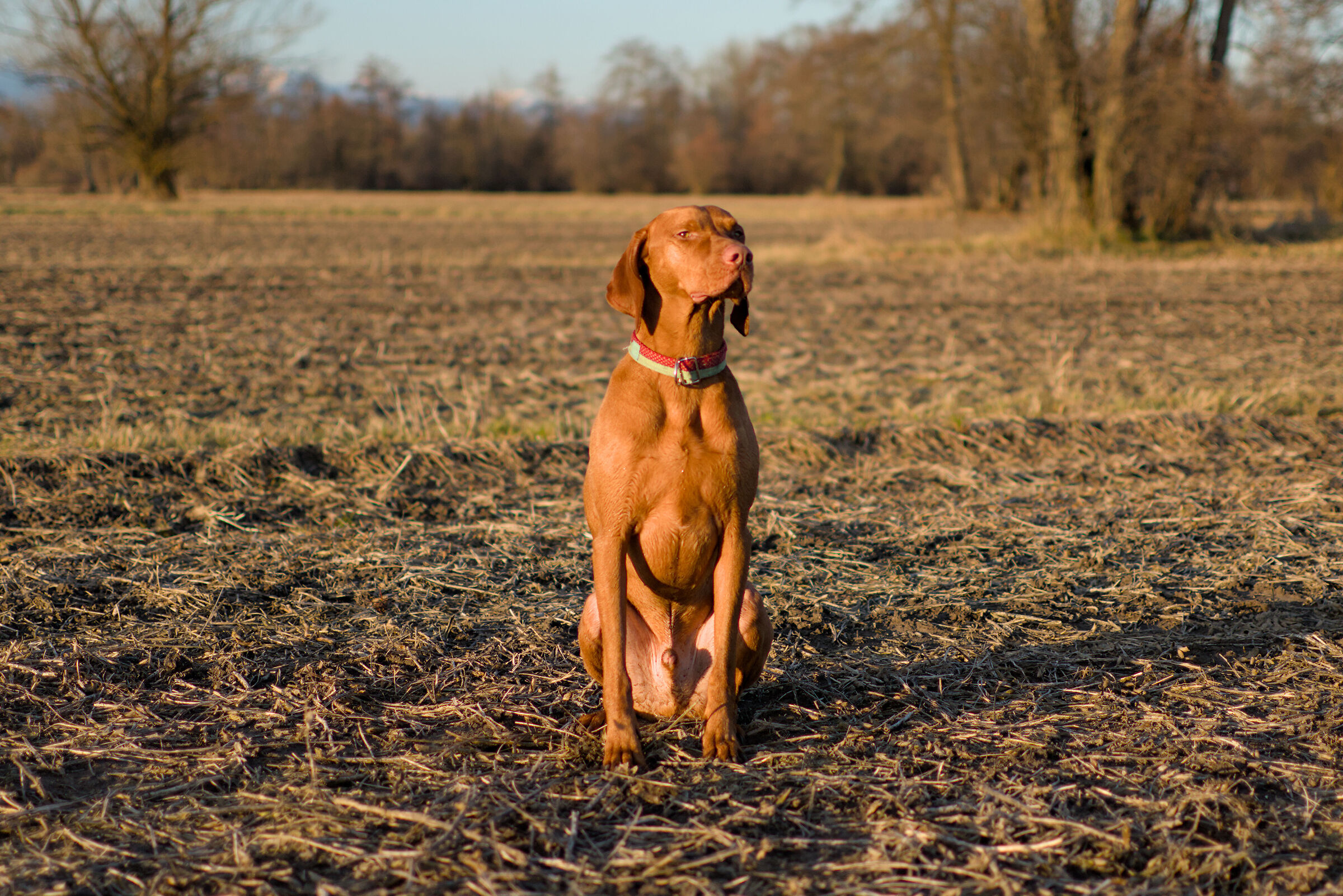 Grumpy Vizsla, Slovenia