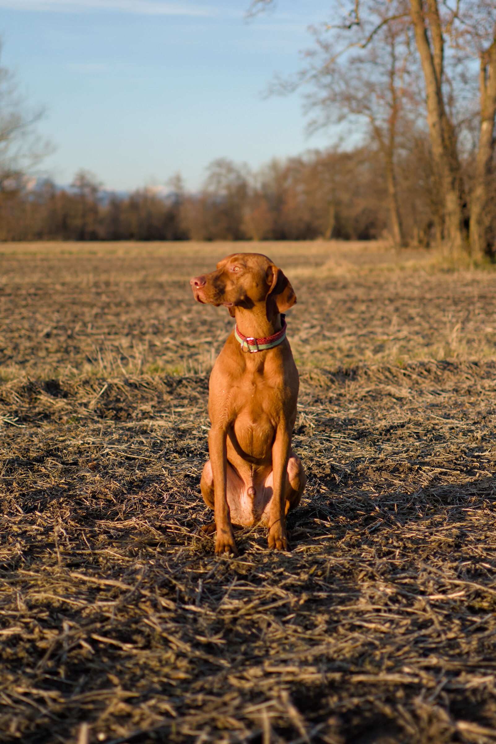 Grumpy Vizsla, Slovenia