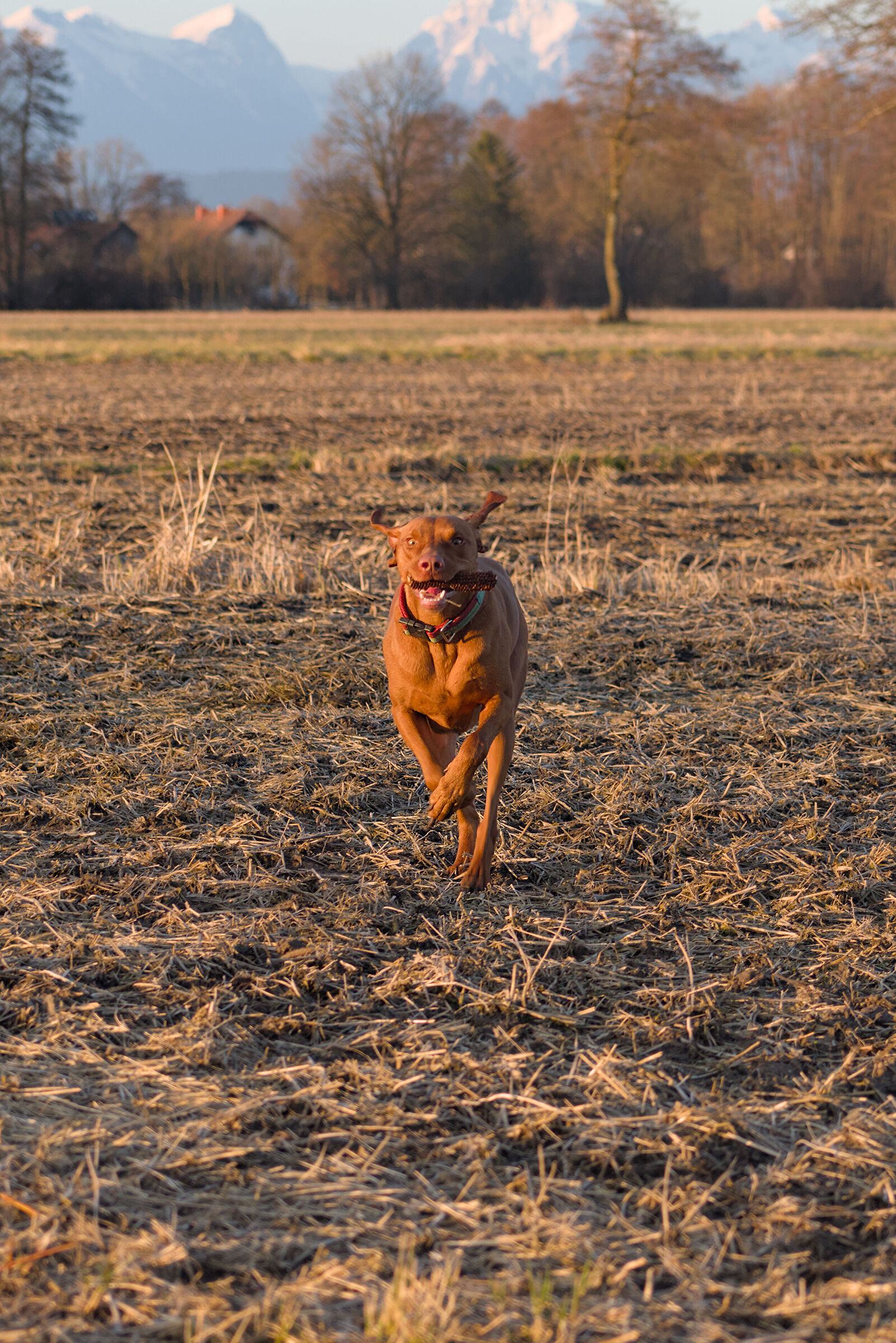 Playful Vizsla, Slovenia