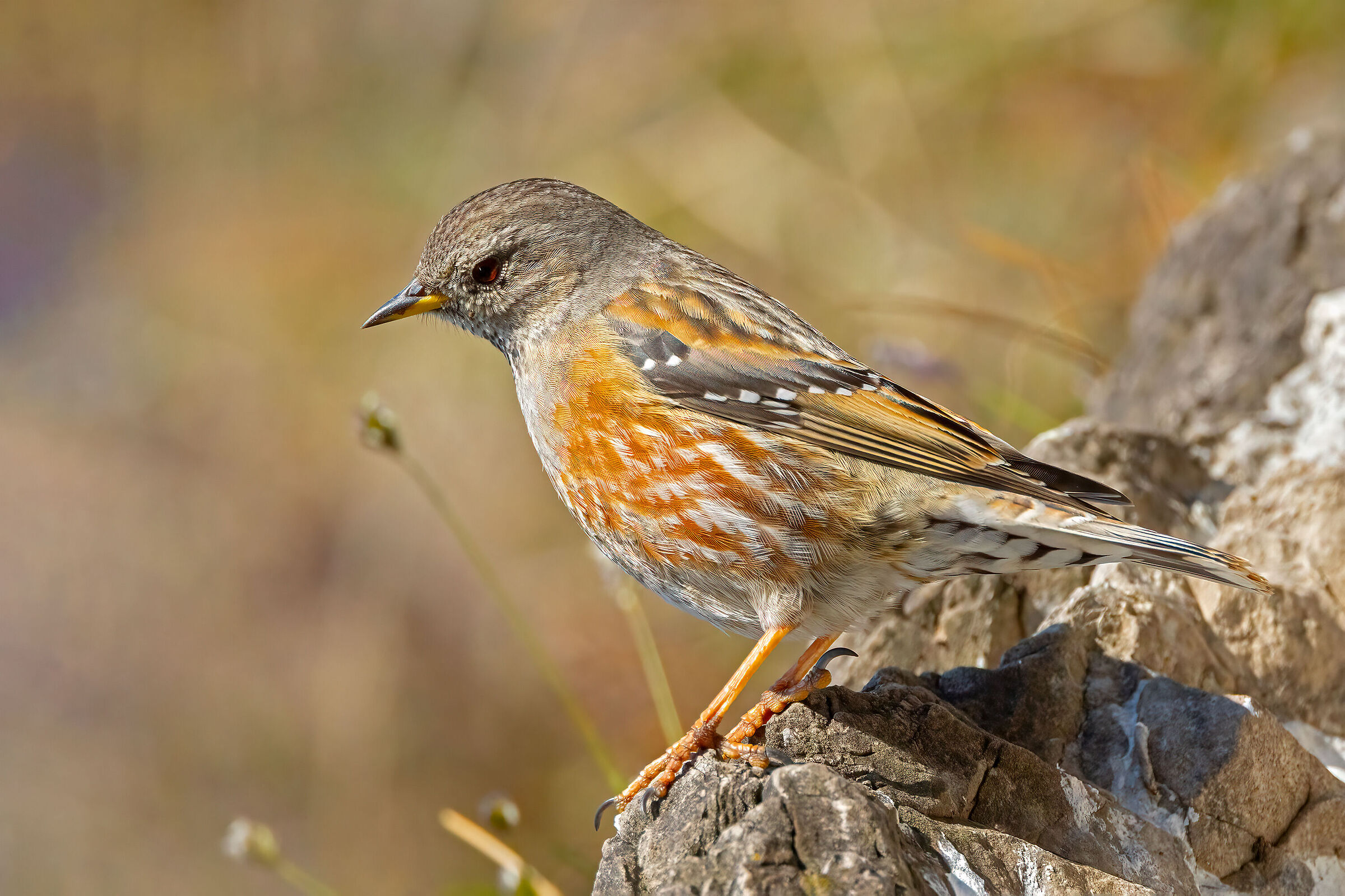 Sordone  (Prunella collaris)