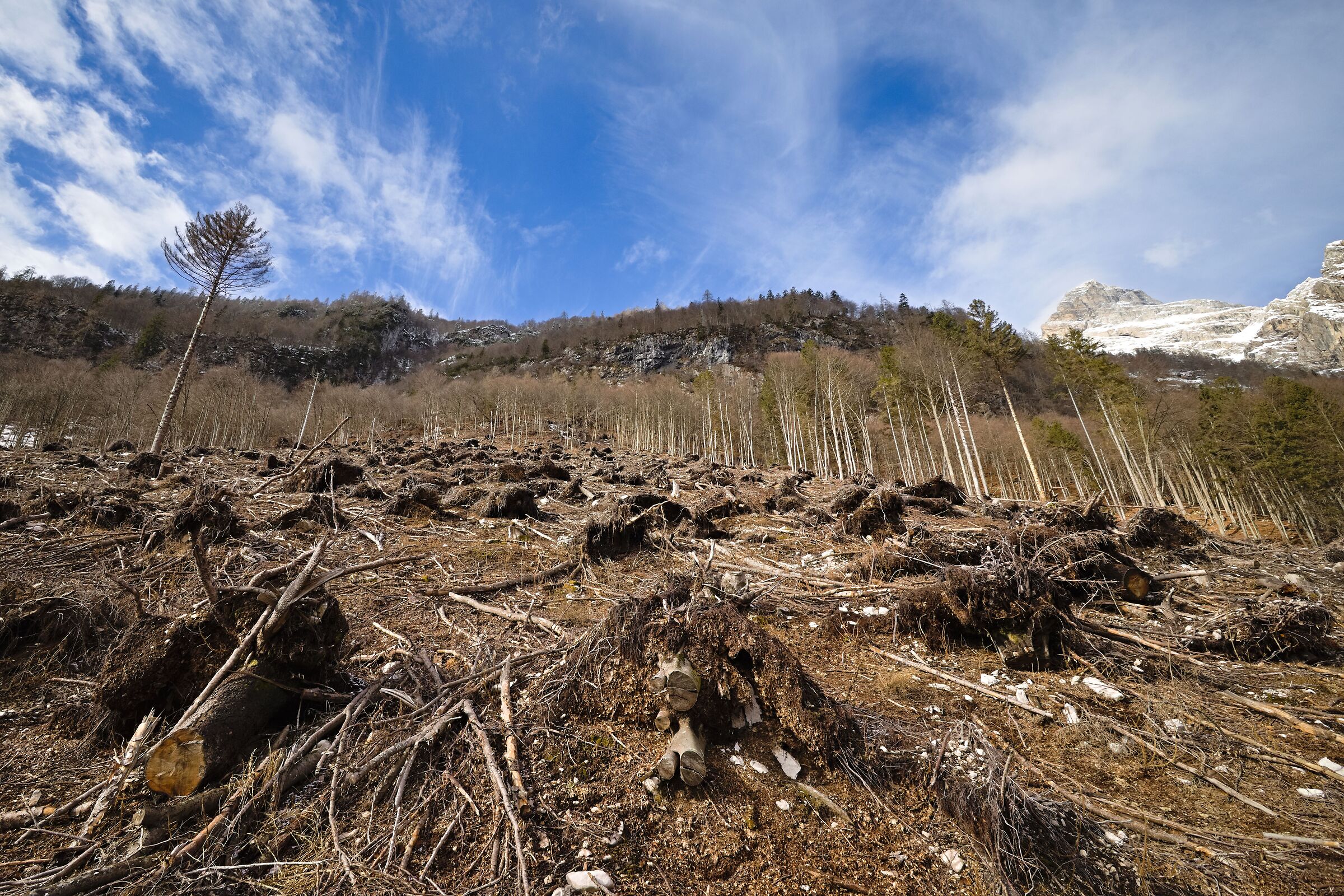 Il cimitero degli alberi
