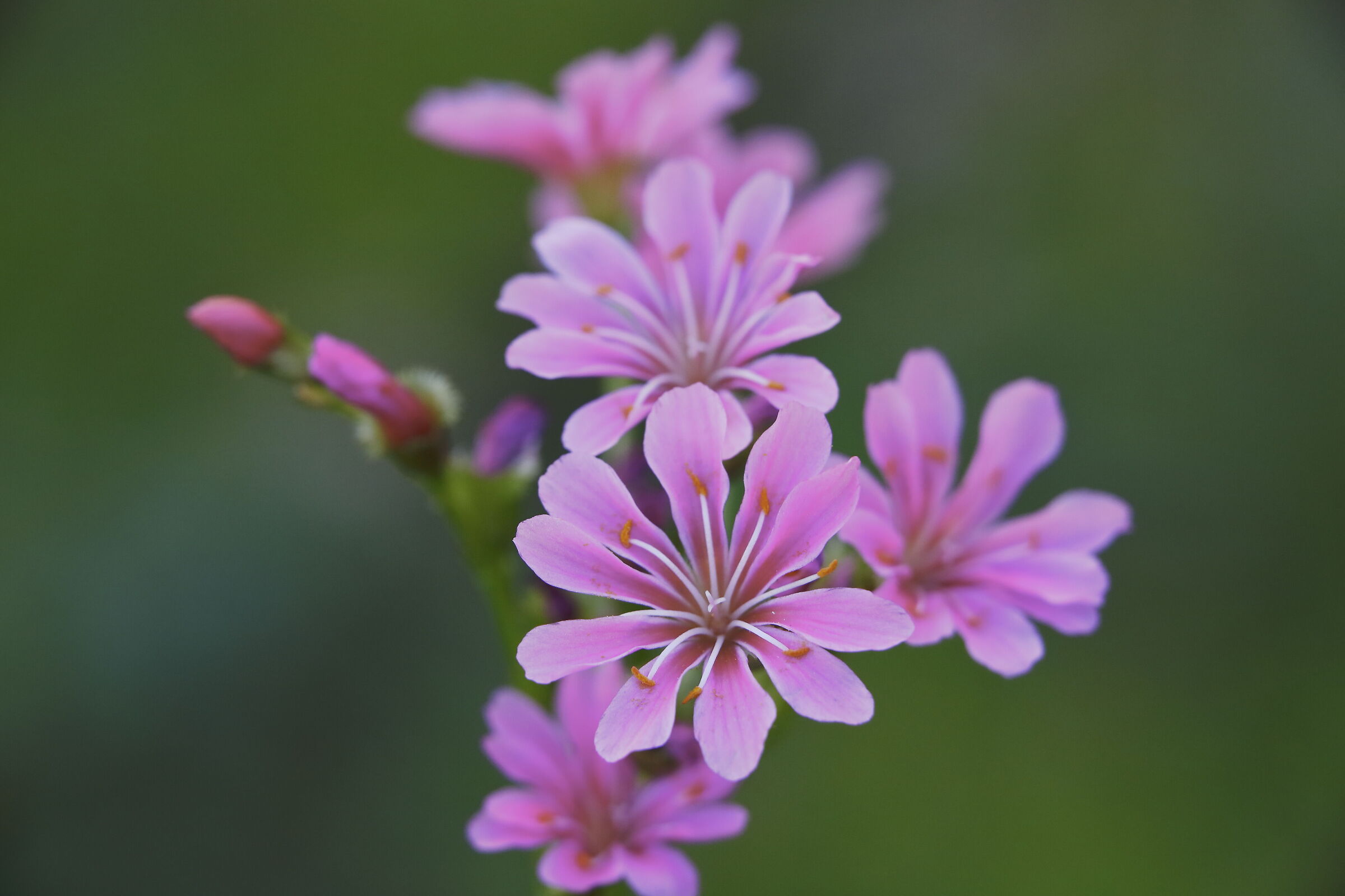 Lewisia cotyledon