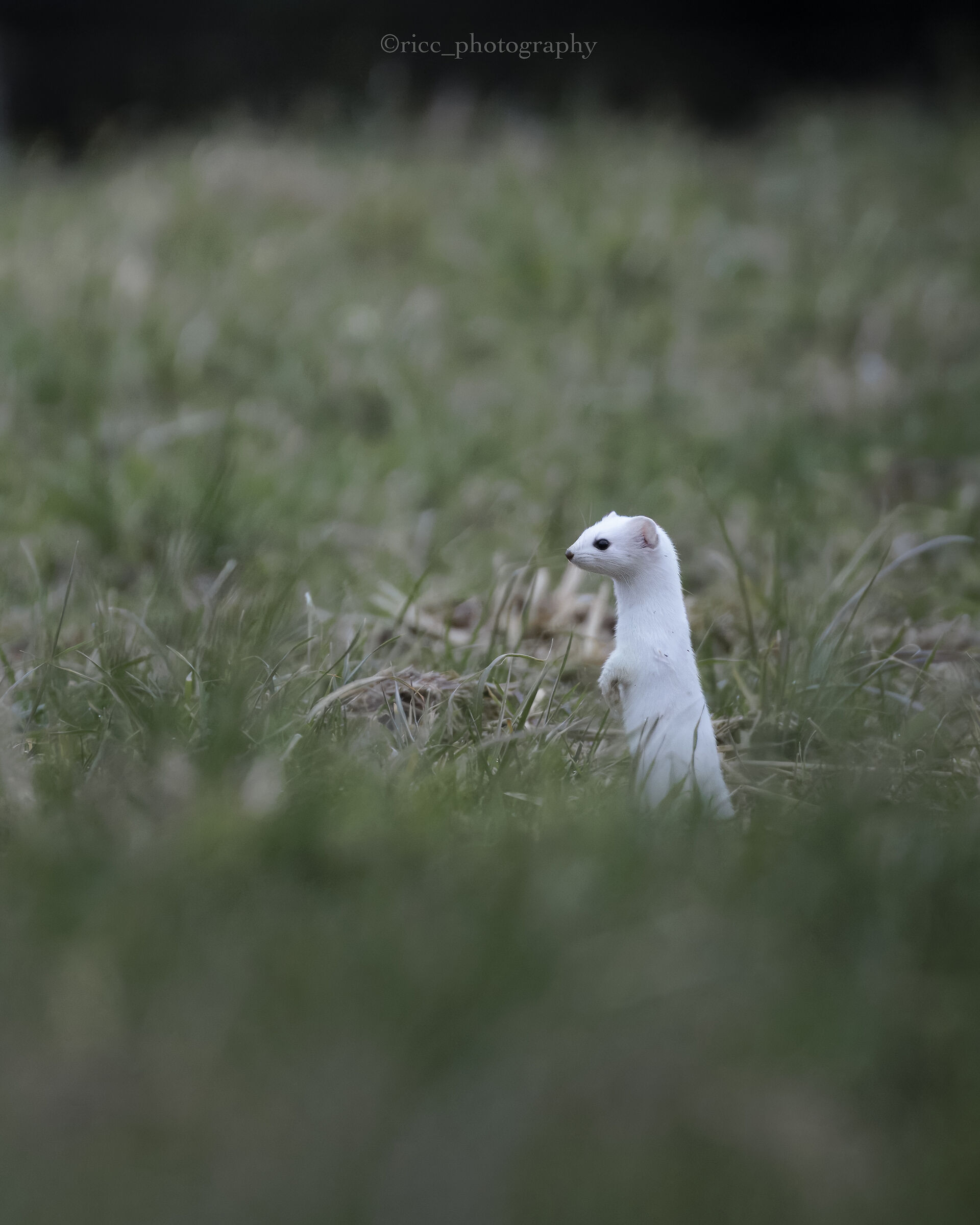 Winter ermine