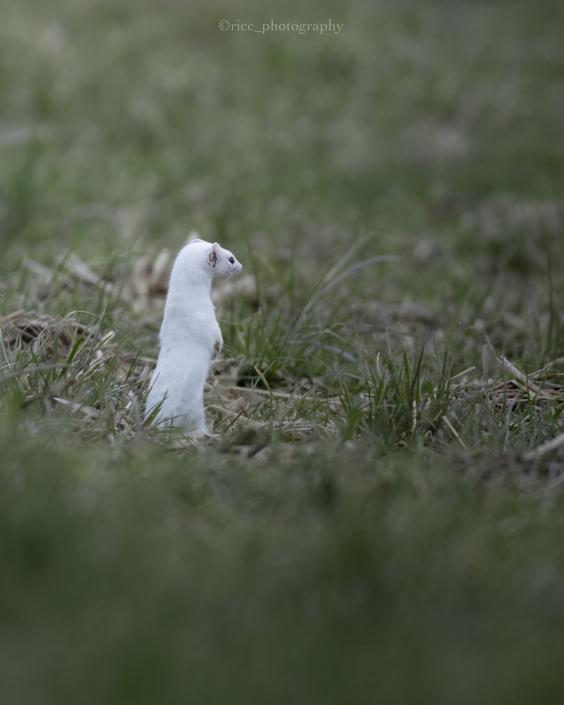 The little white prince