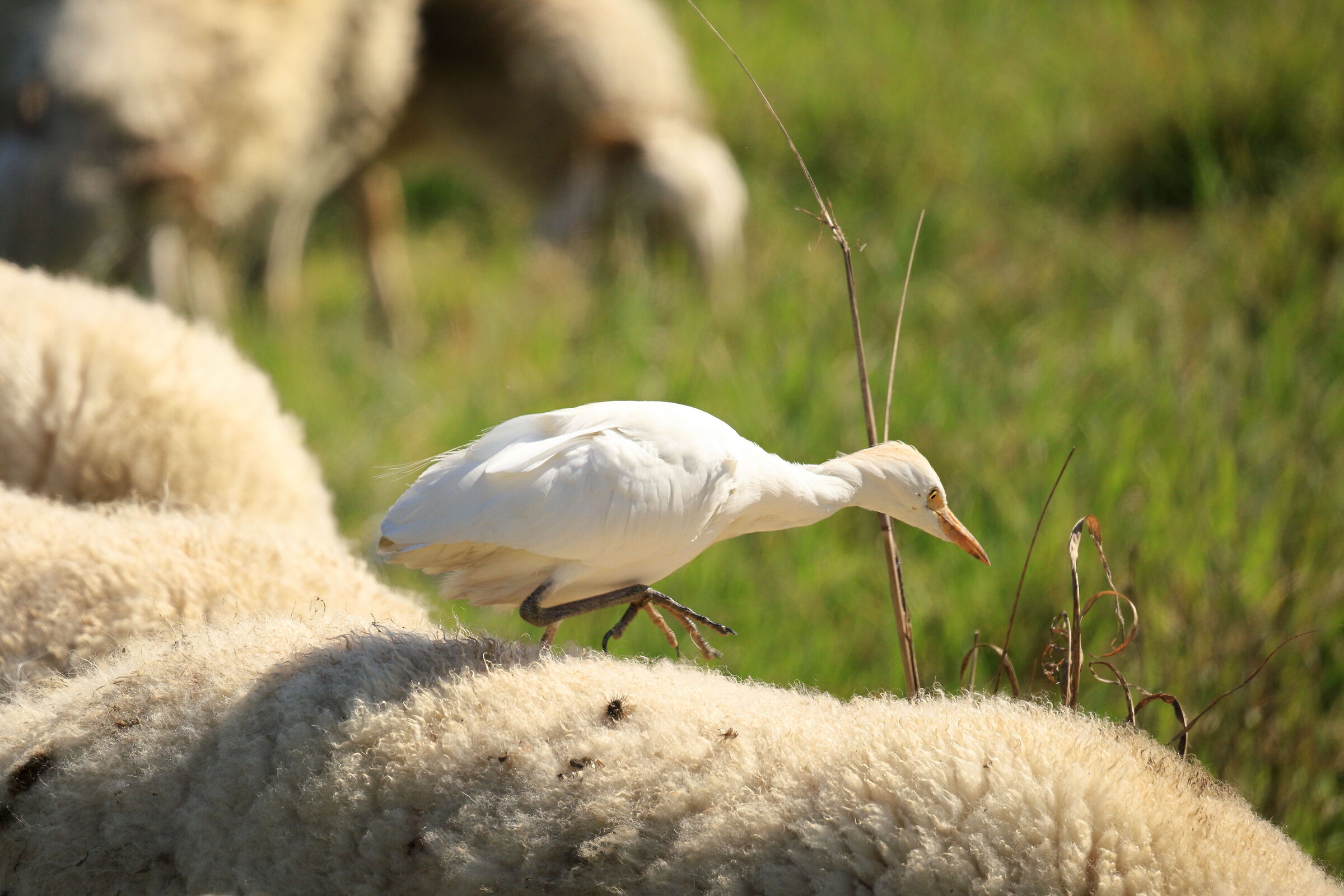 cattle egrets1