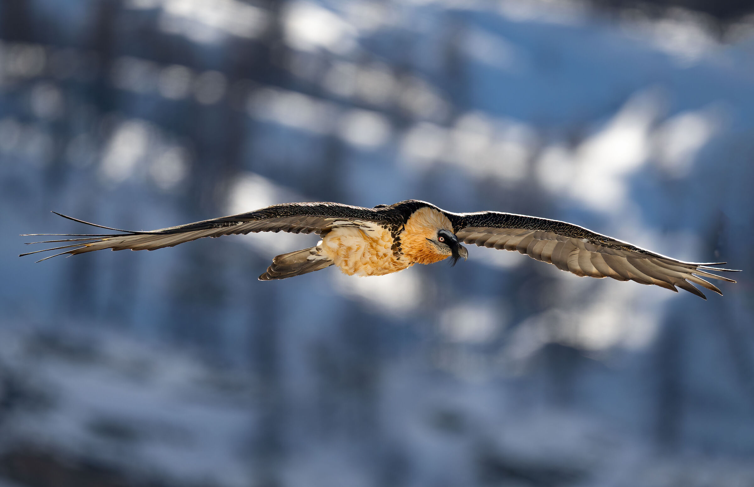 Gypaetus barbatus - Gran Paradiso National Park