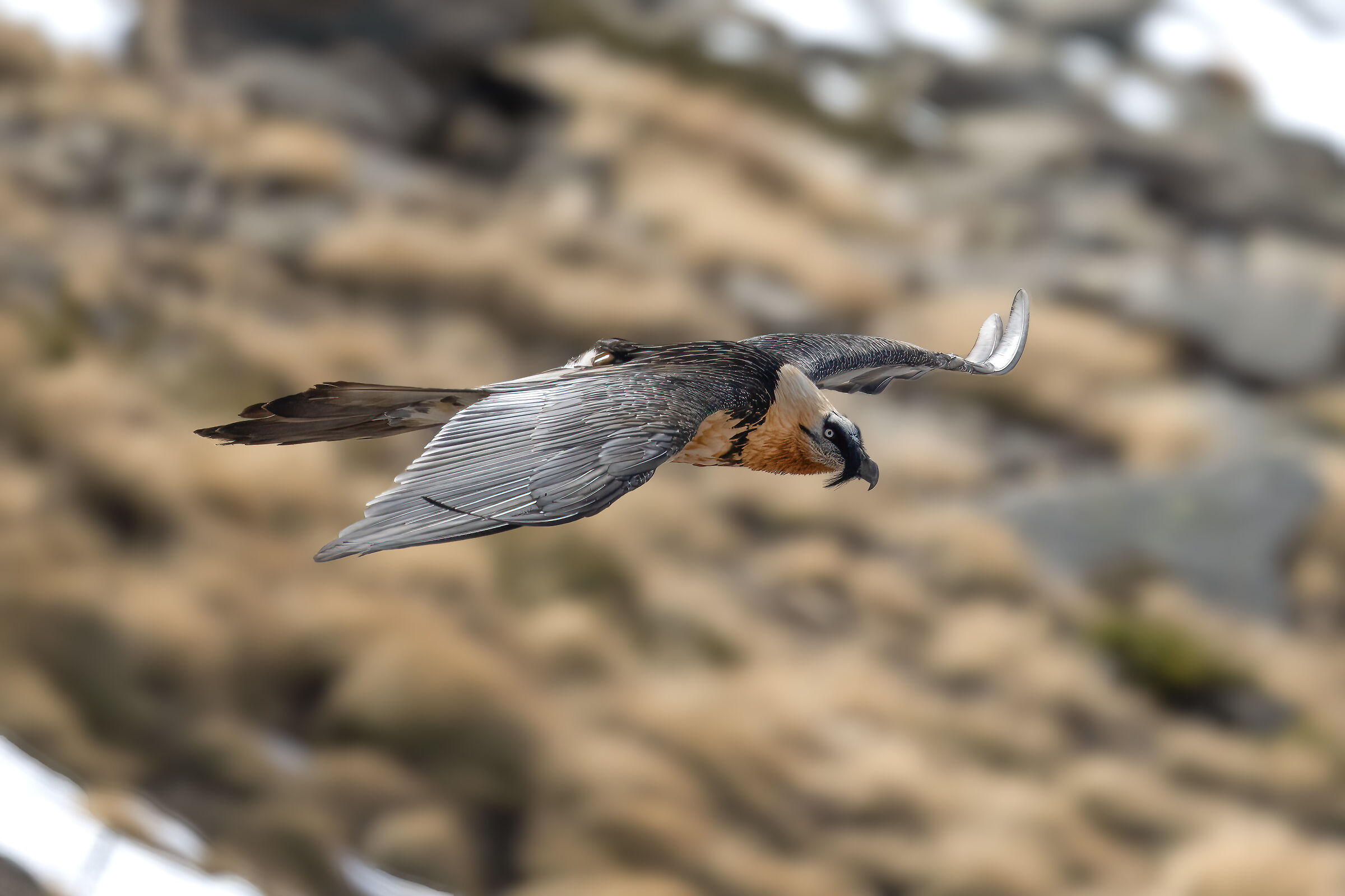 Gypaetus barbatus - Gran Paradiso National Park