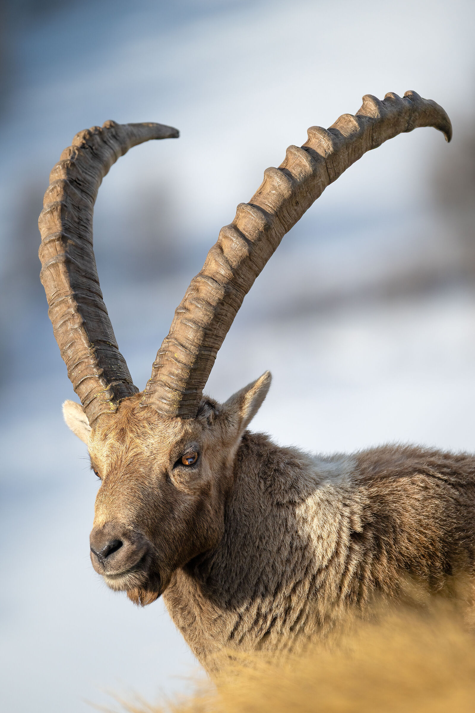 Ibex - Gran Paradiso National Park