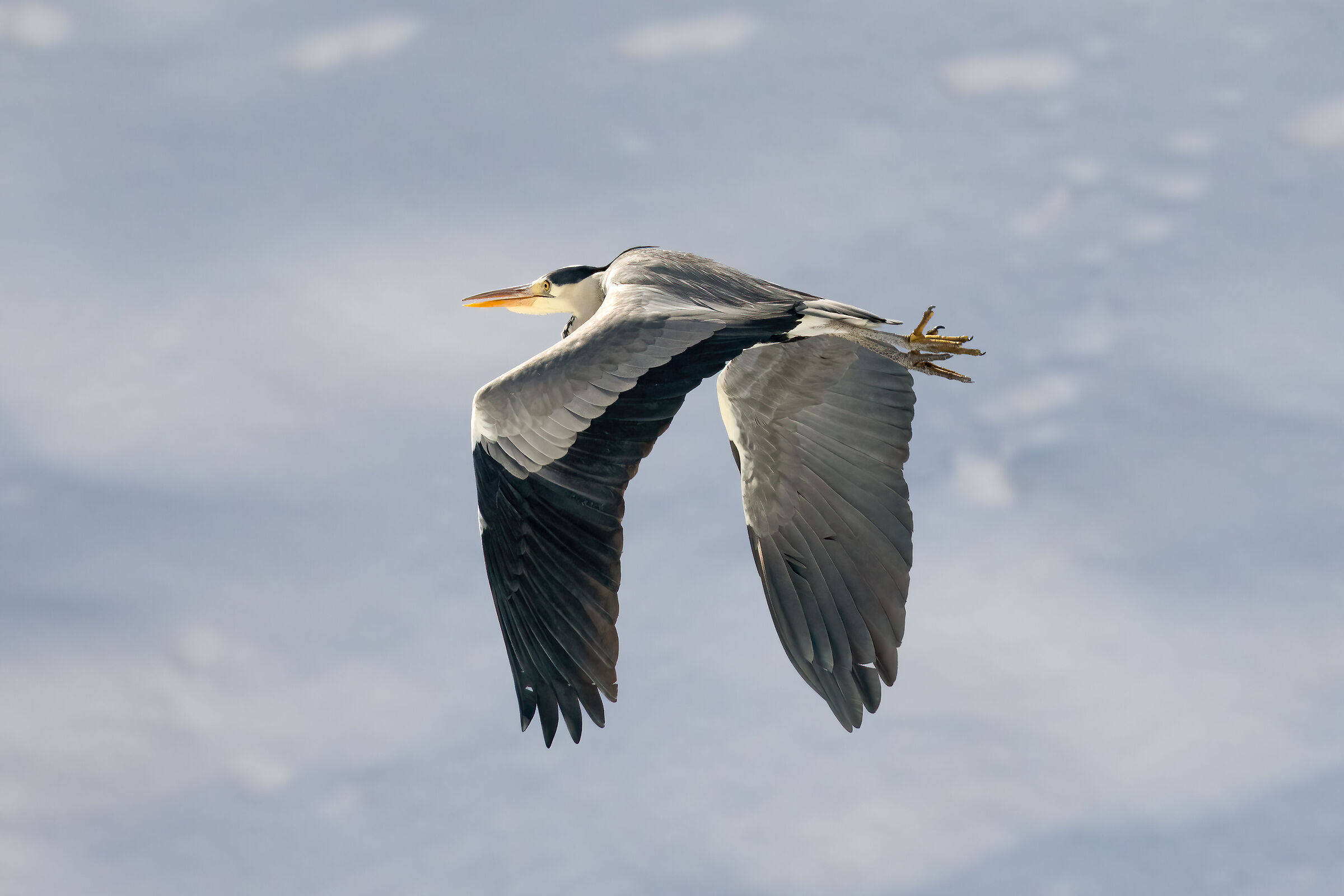 Grey Heron - Gran Paradiso National Park