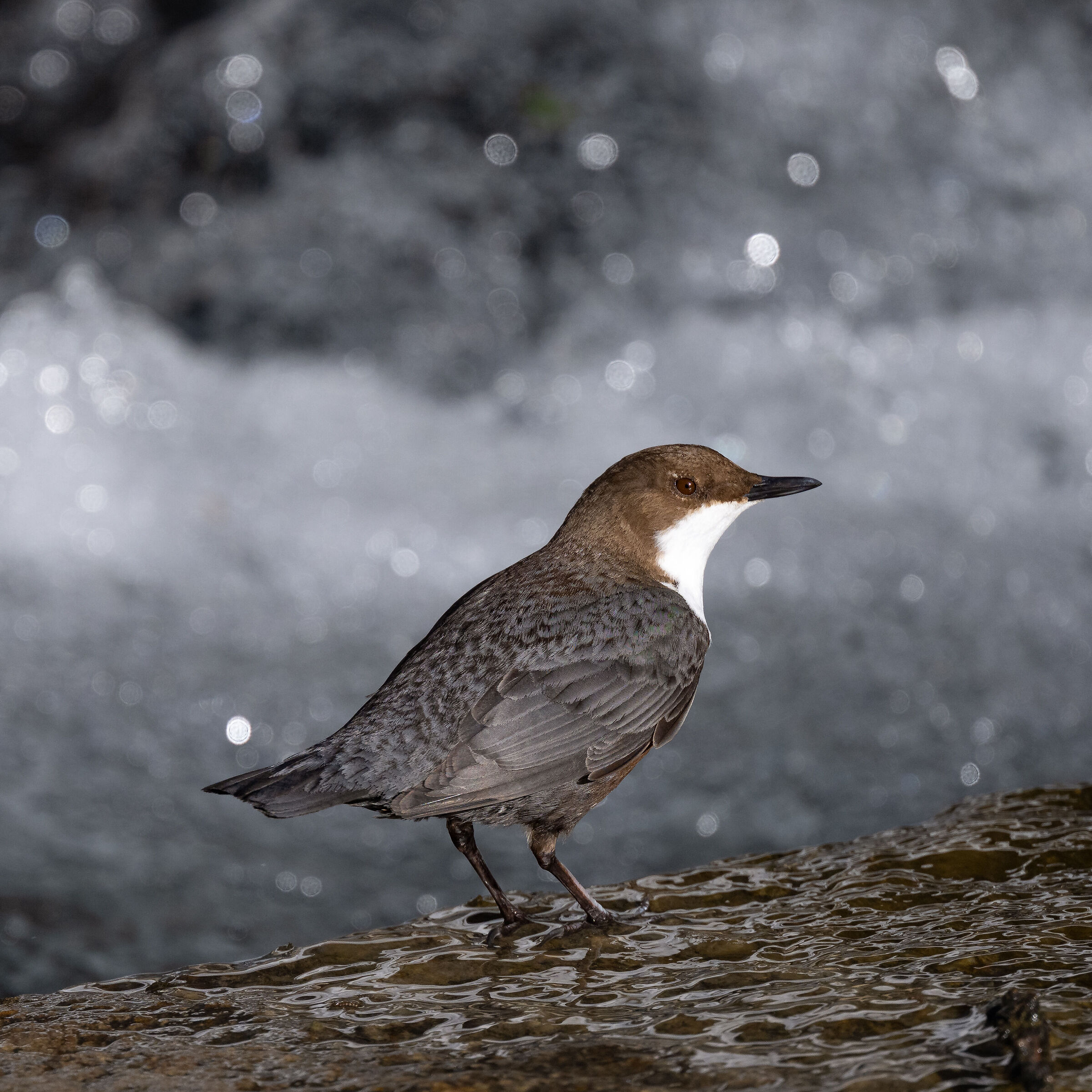 Dipper - Gran Paradiso National Park