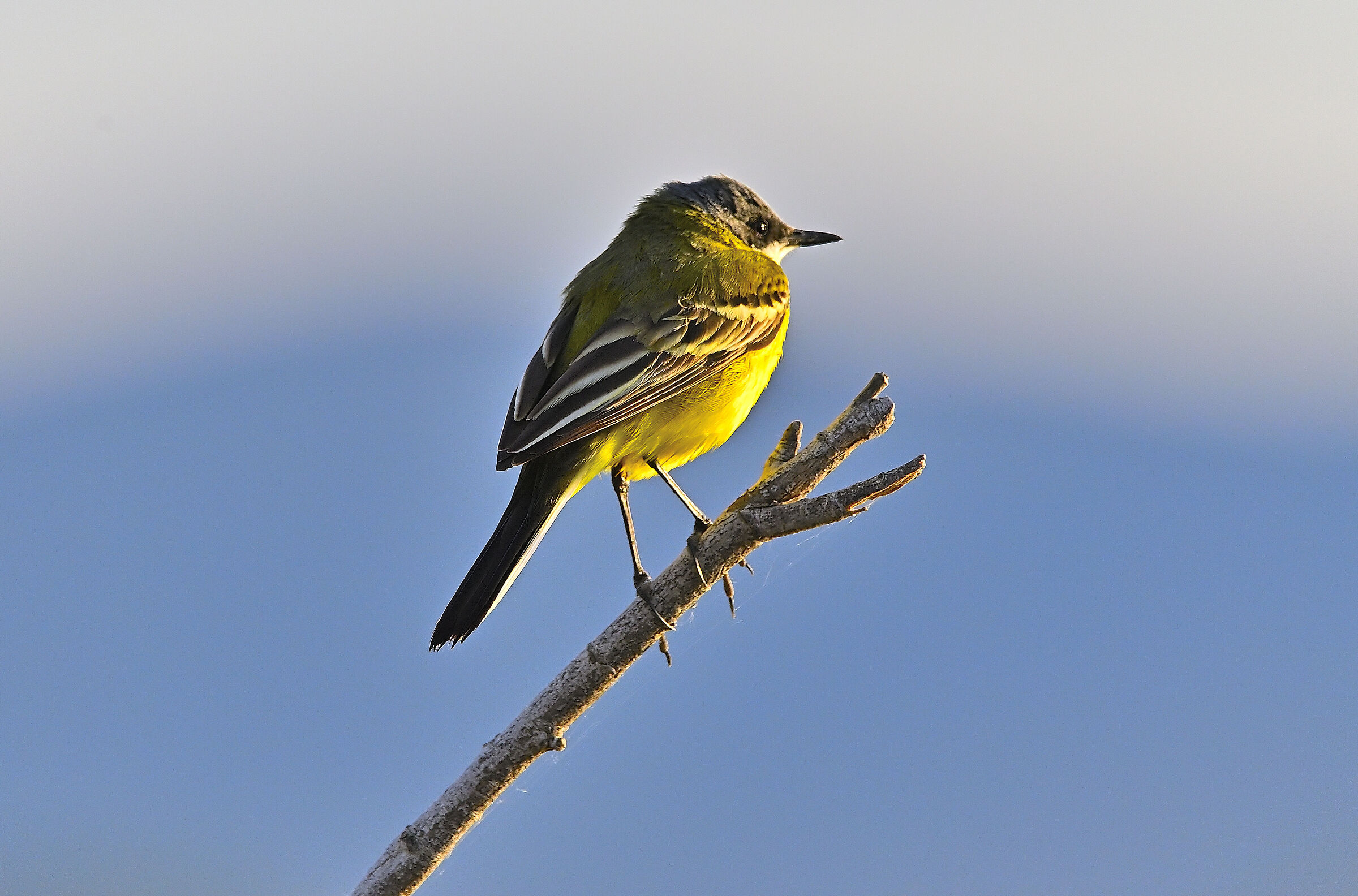 Wagtail