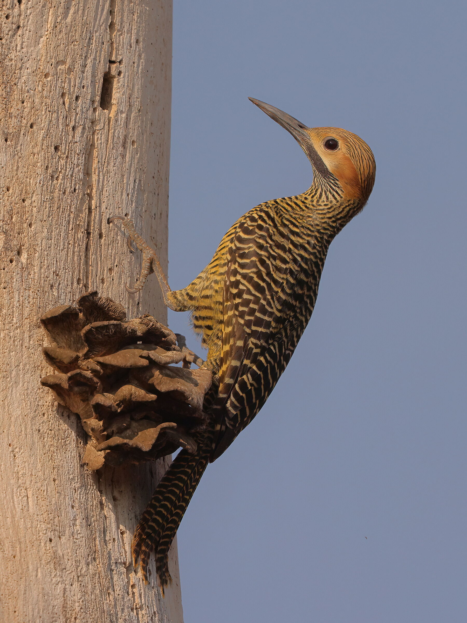 Fernandina's Woodpecker