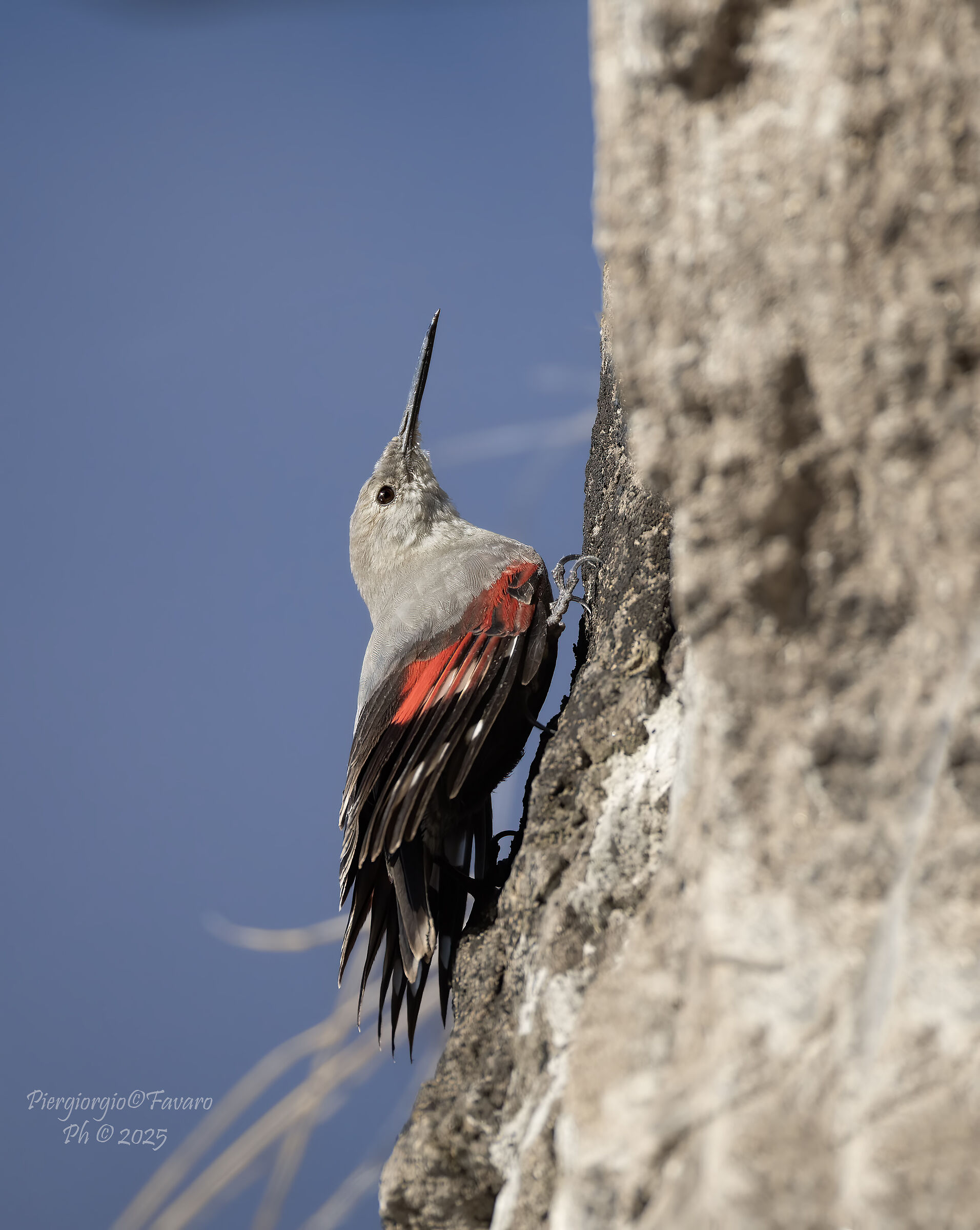 Wallcreeper