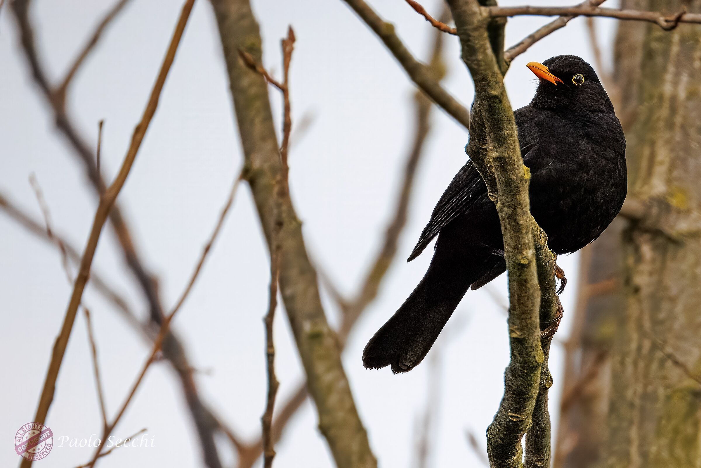 Blackbird (Turdus merula)