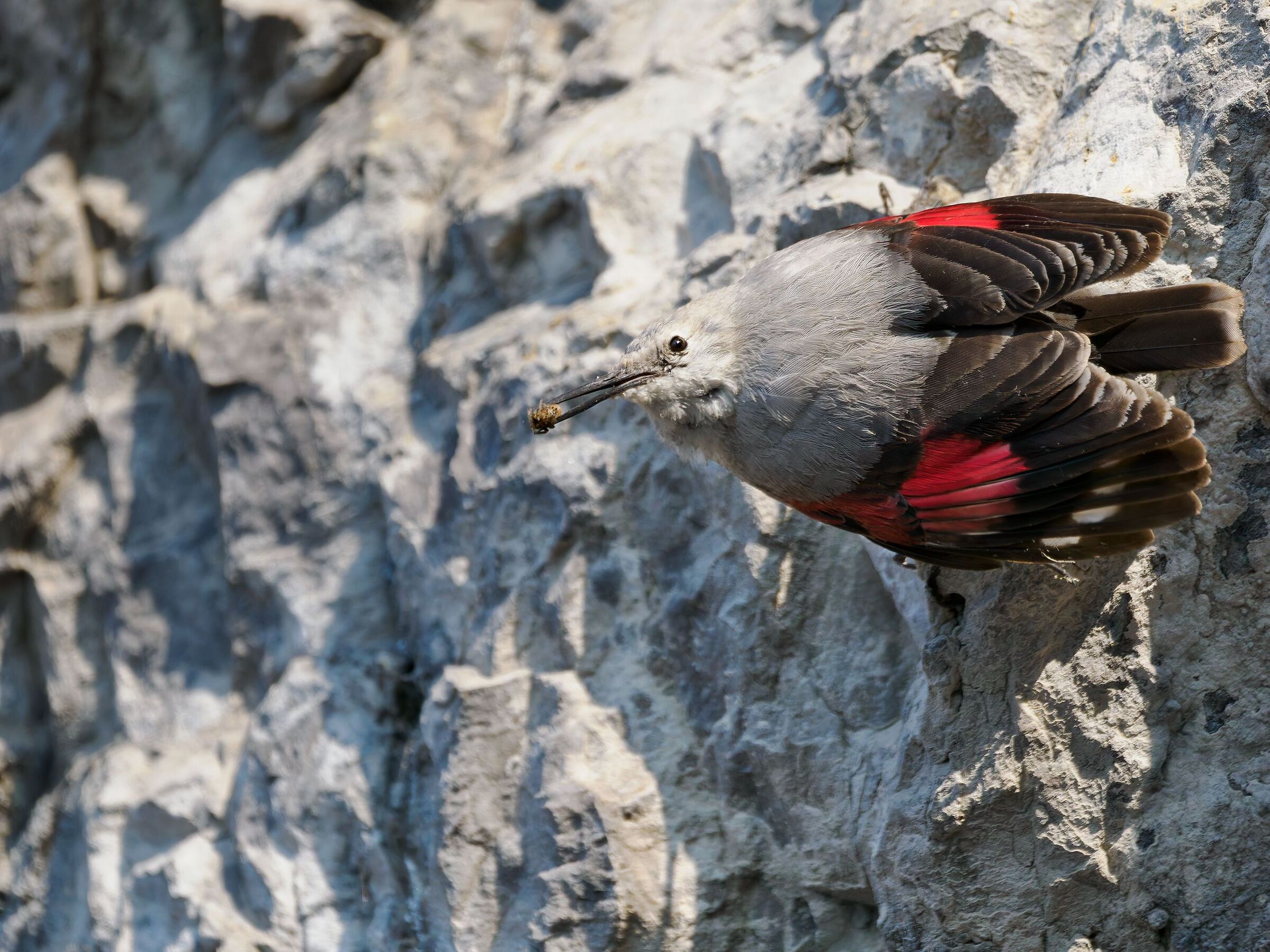 Picchio muraiolo con preda.
