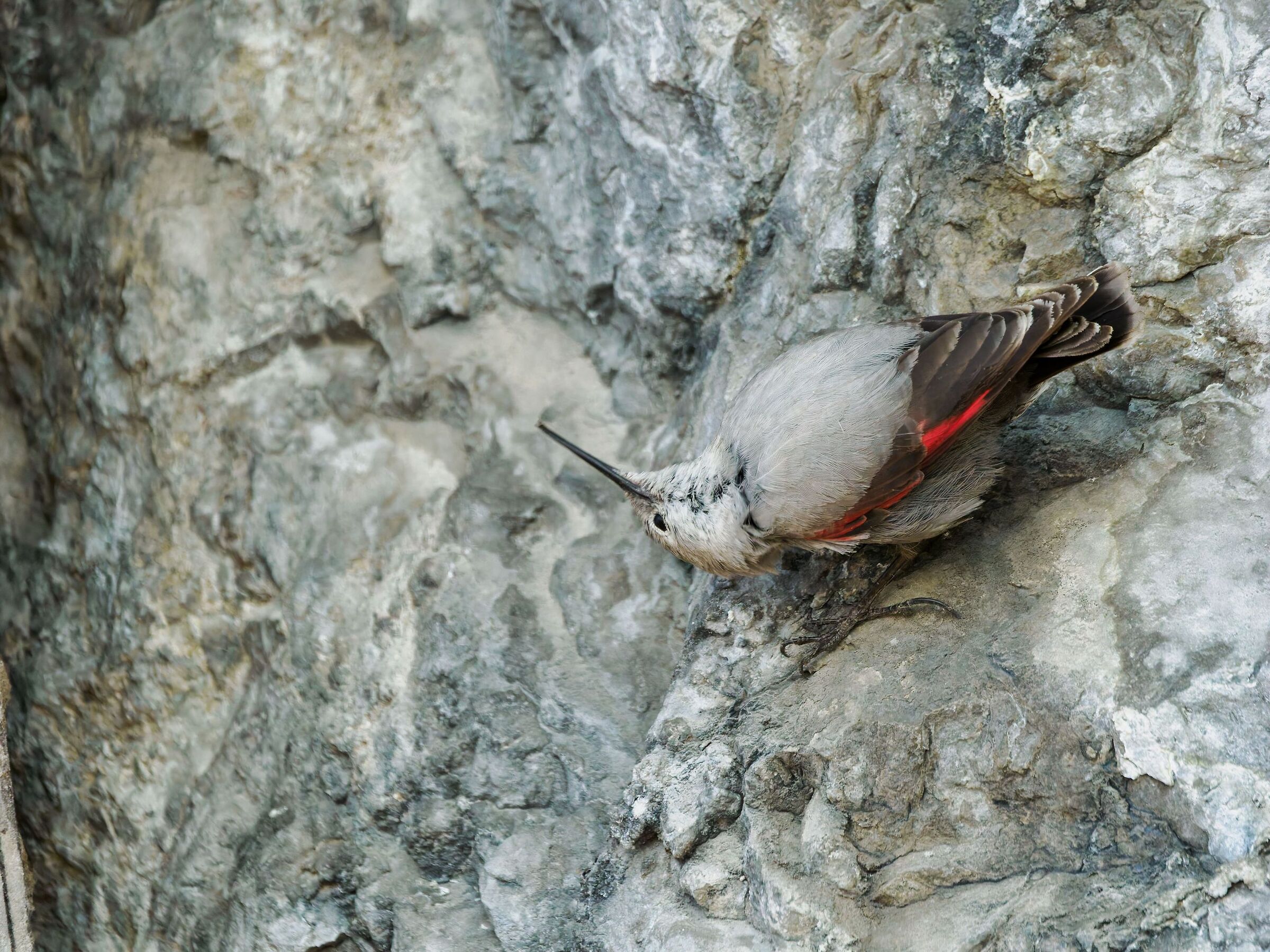 The contortionist is a brick woodpecker.