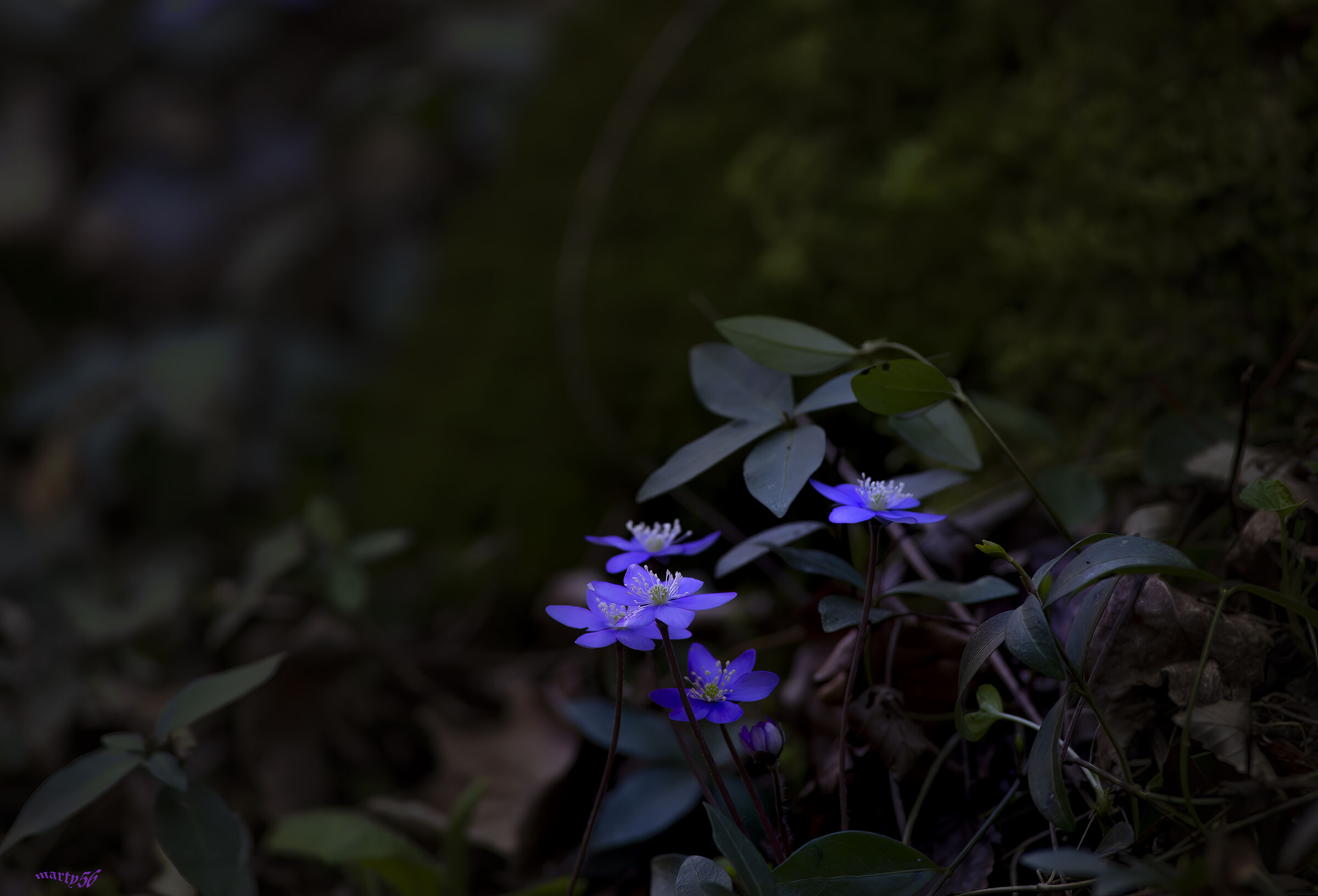 Erba Trinità Epatica Nobilis